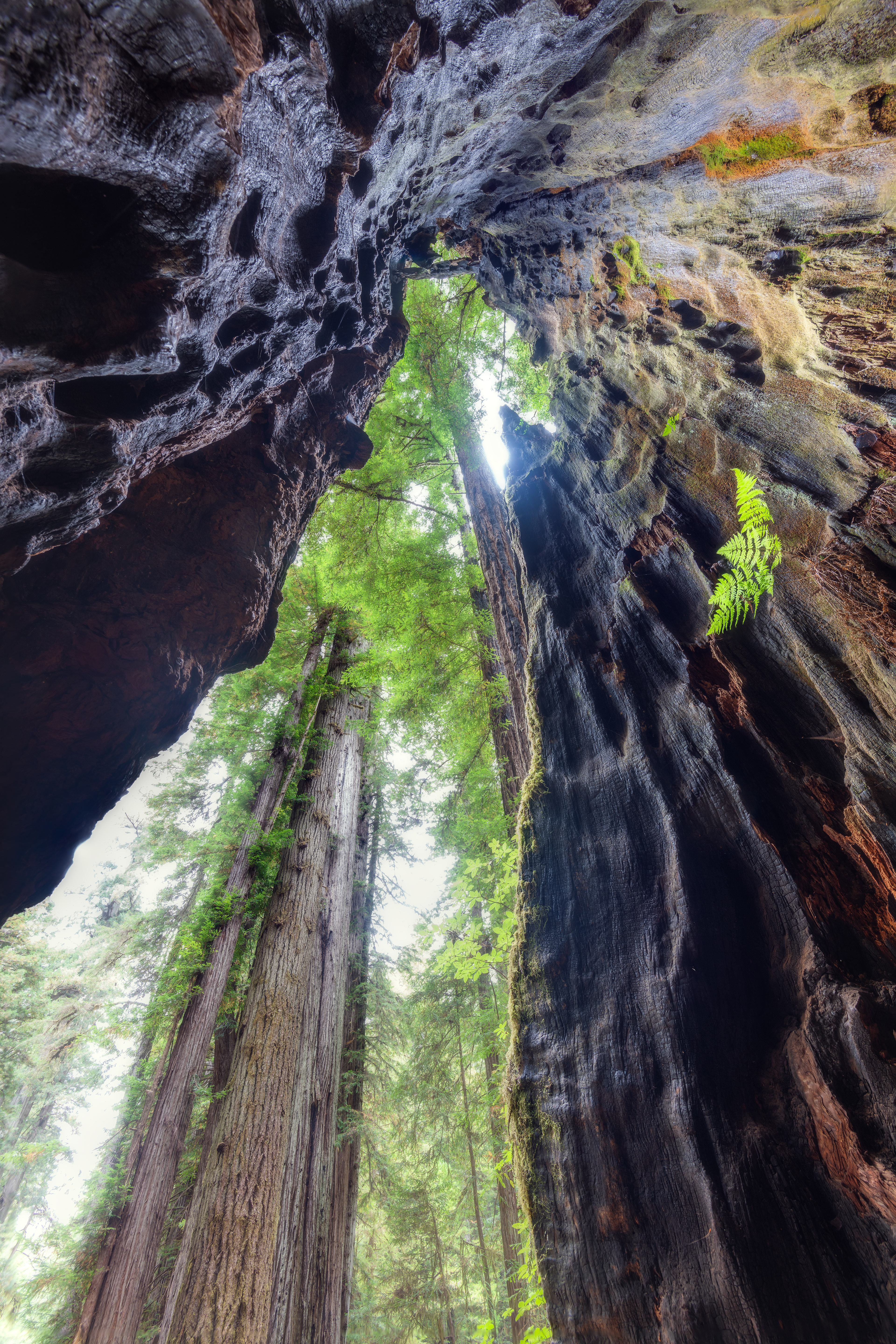 Redwood National Park, USA