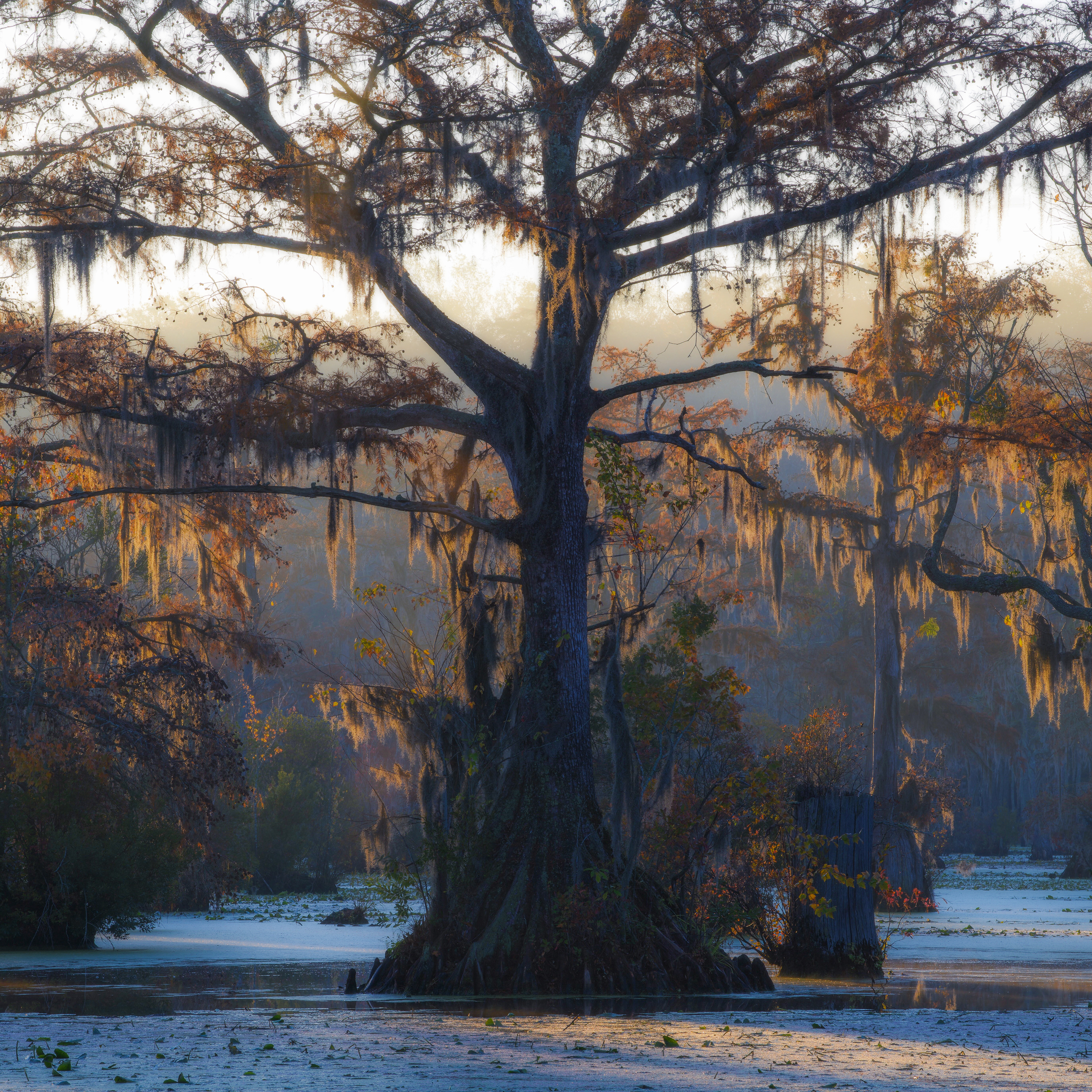 Merchants Millpond State Park, USA