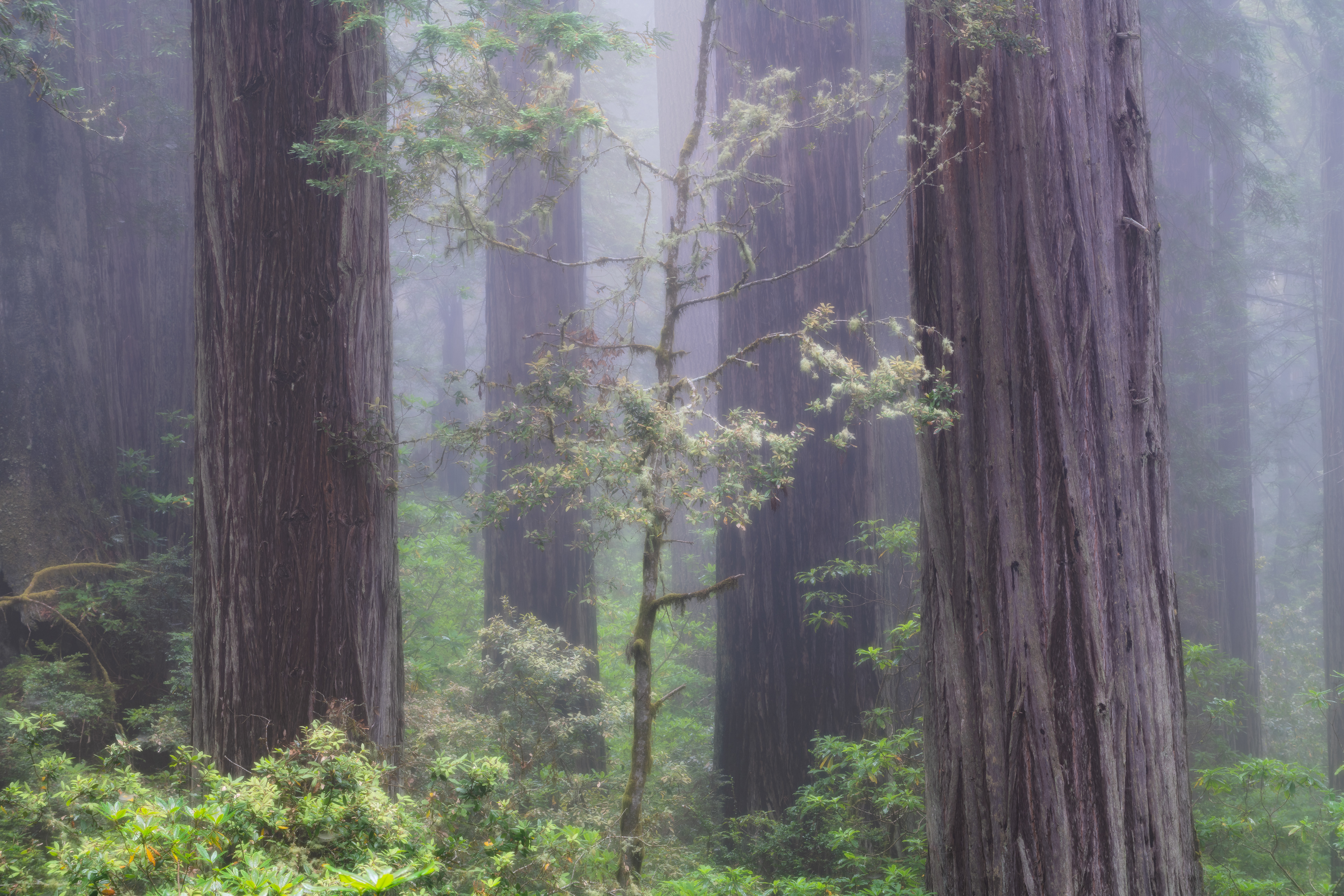 Redwood National Park, USA