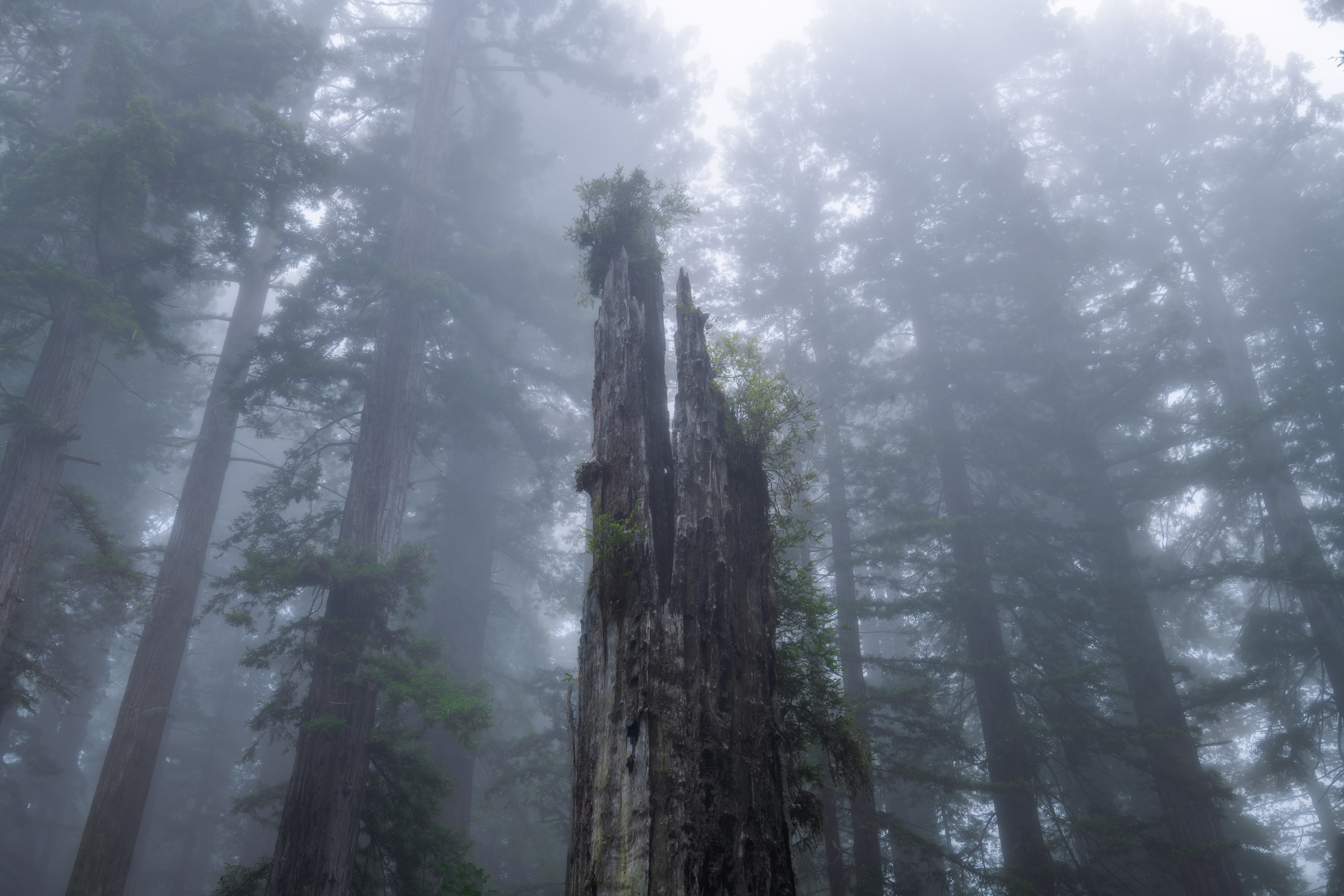 Redwood National Park, USA