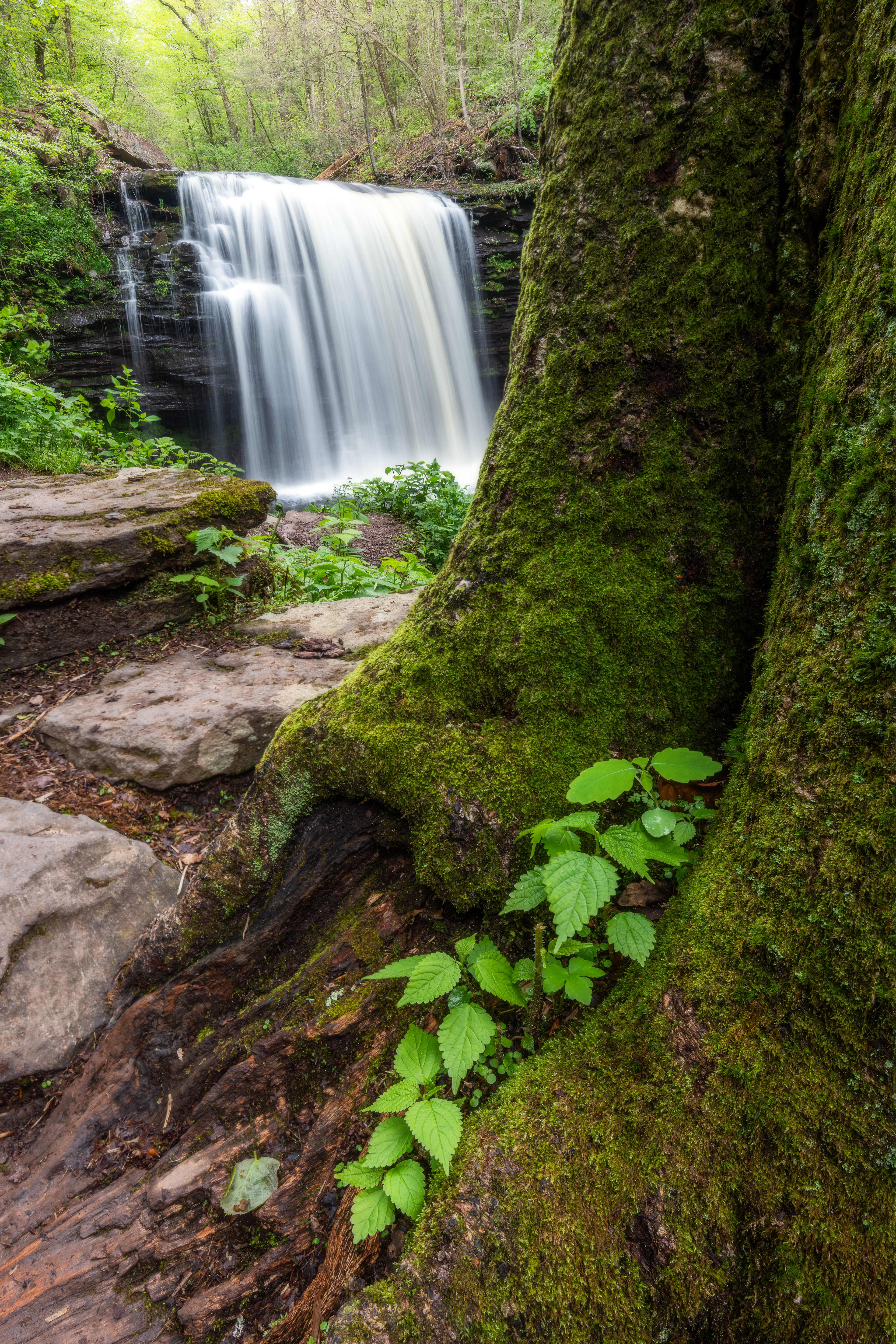 Ricketts Glen State Park, USA