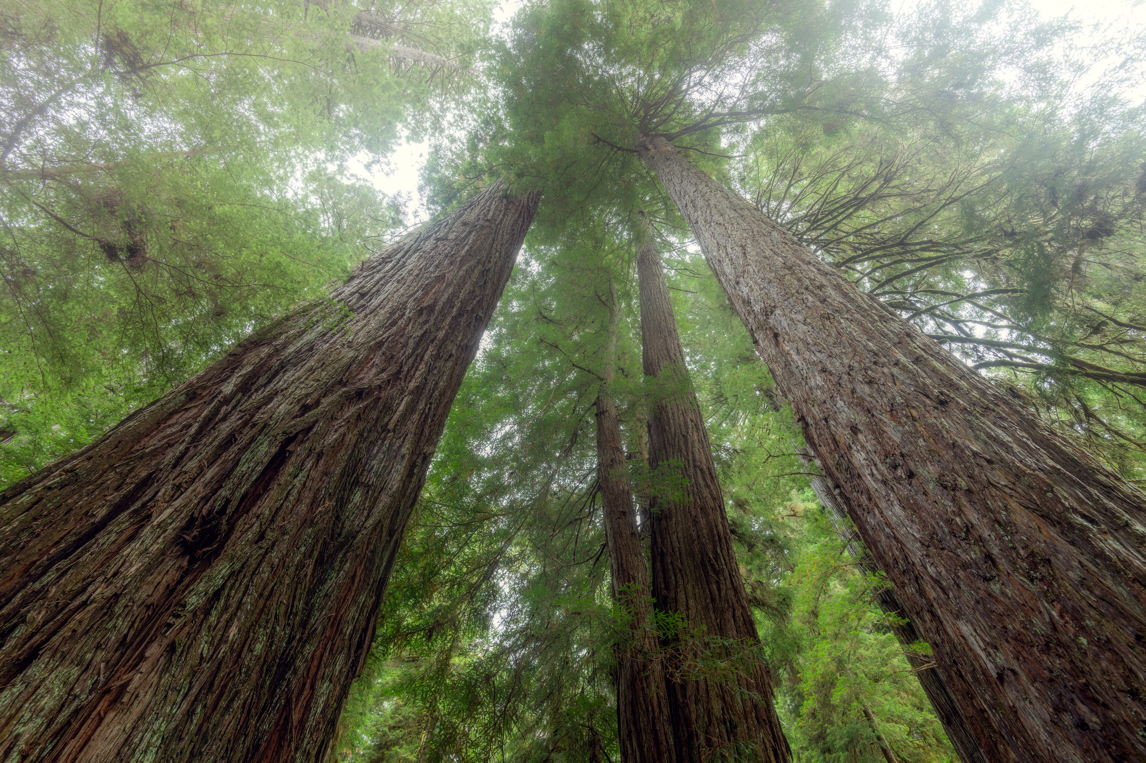 Redwood National Park, USA