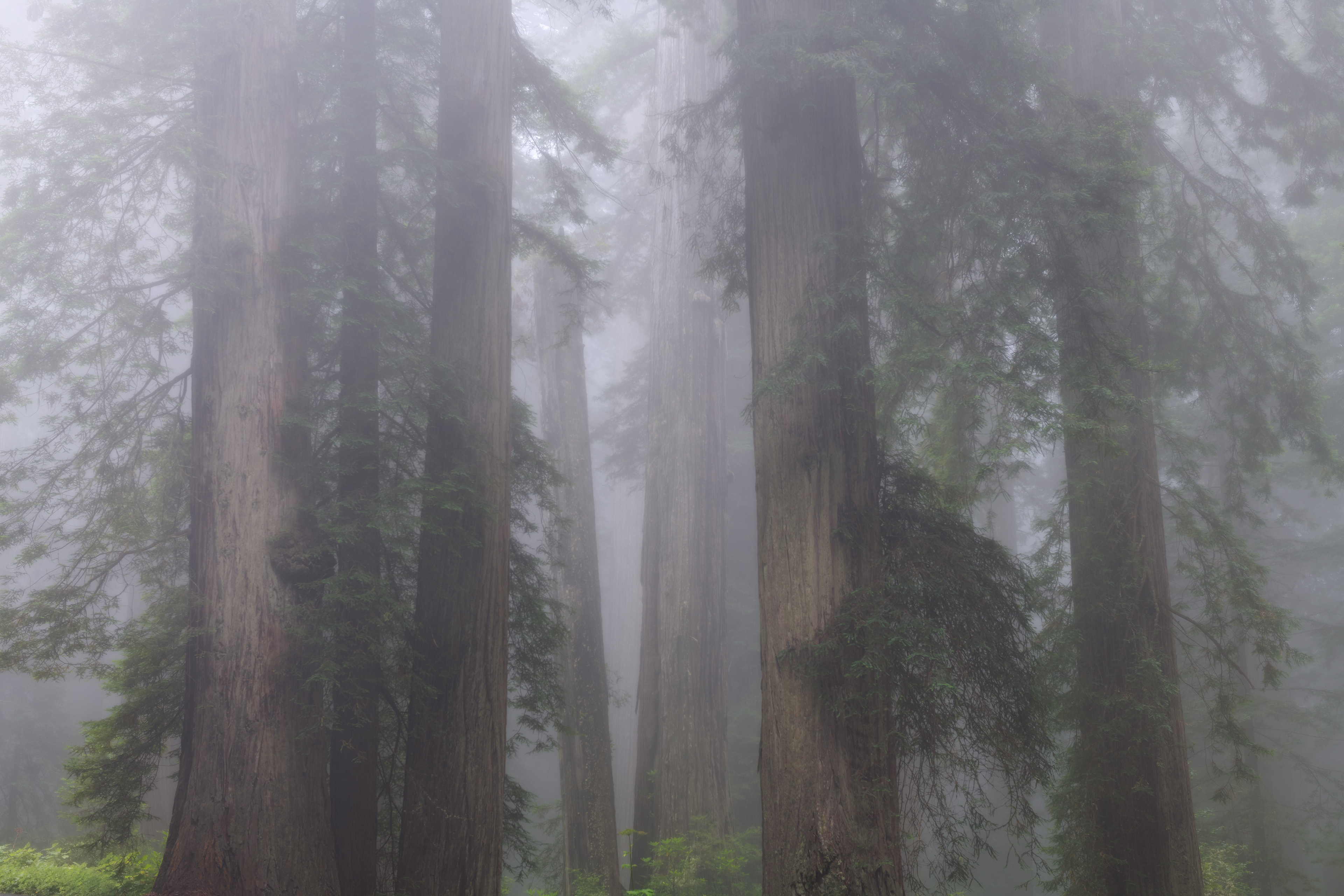 Redwood National Park, USA