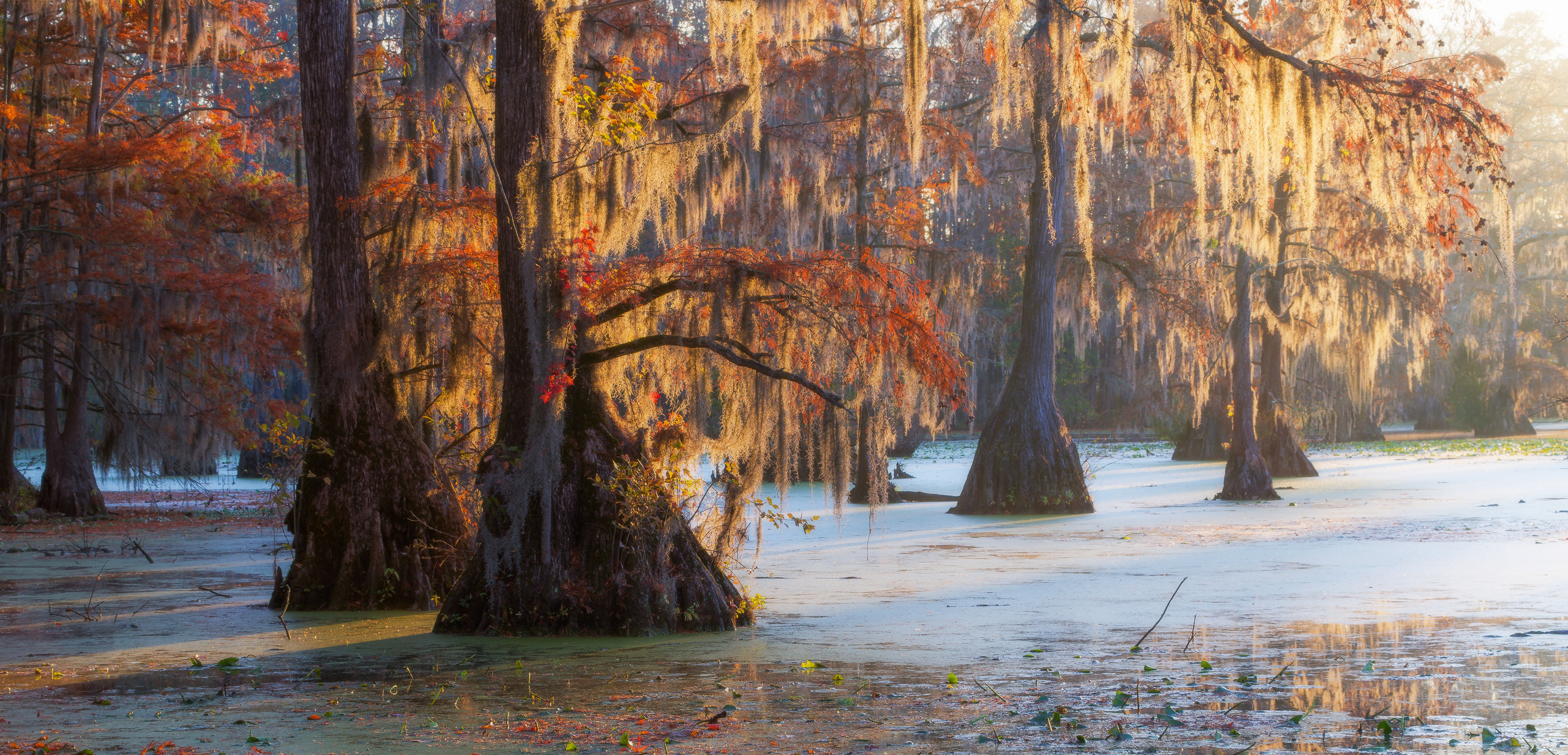 Merchants Millpond State Park, USA