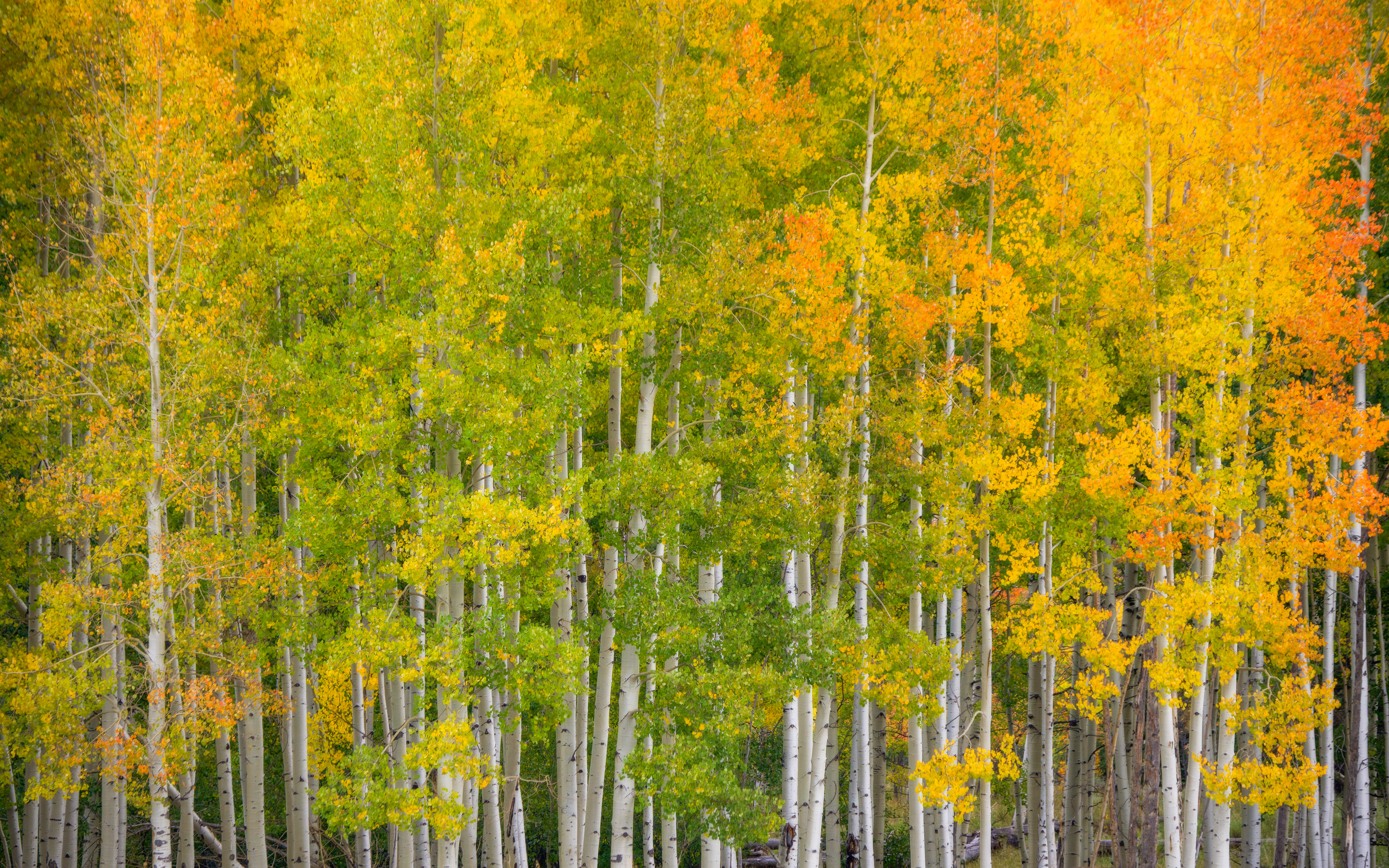 Colorado, USA