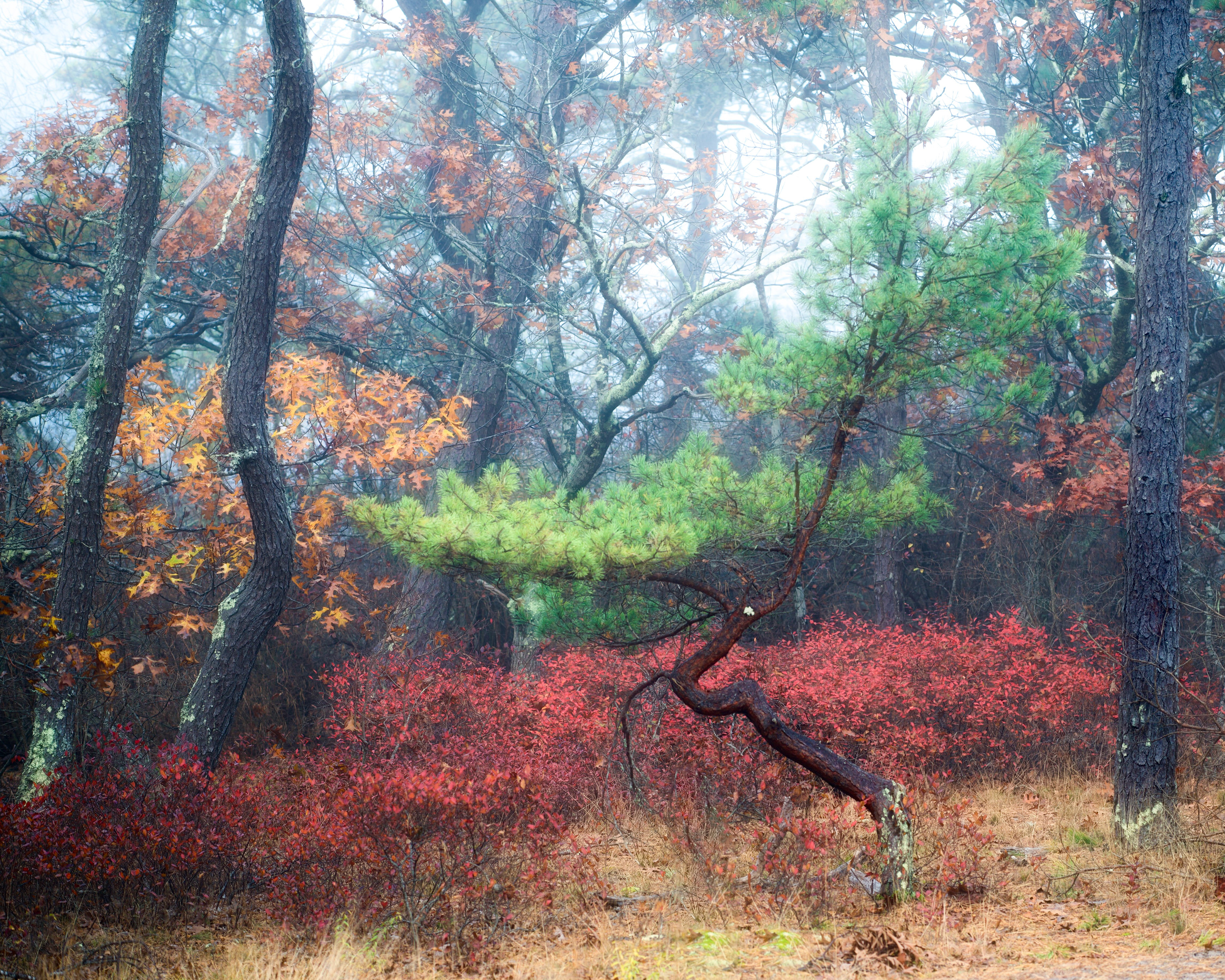 Beech Forest, USA