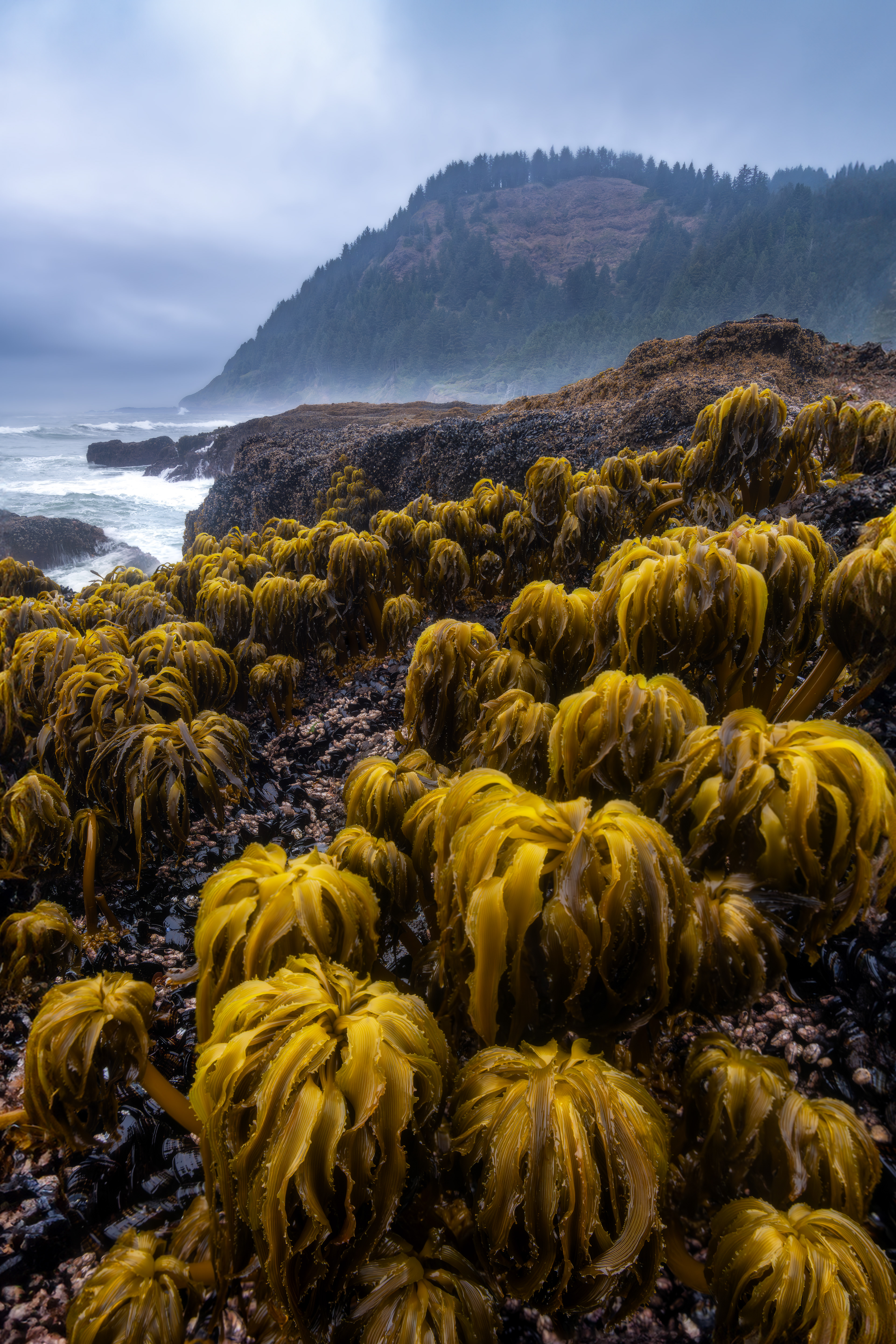 Oregon Coast, USA