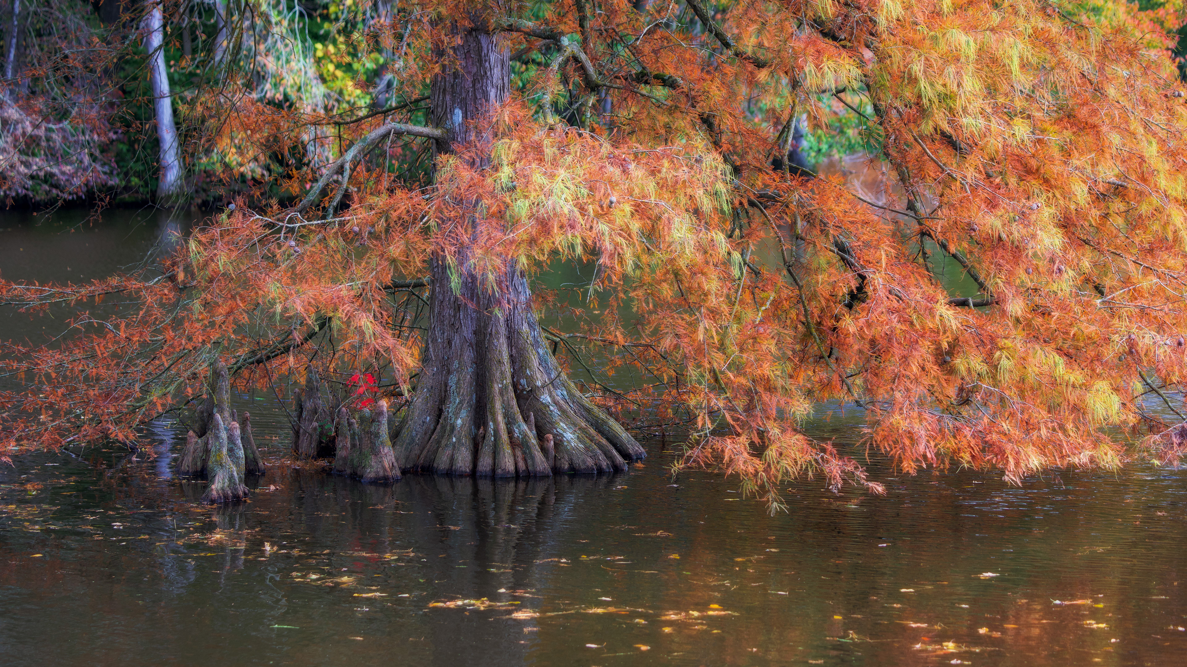 Trap Pond State Park, USA