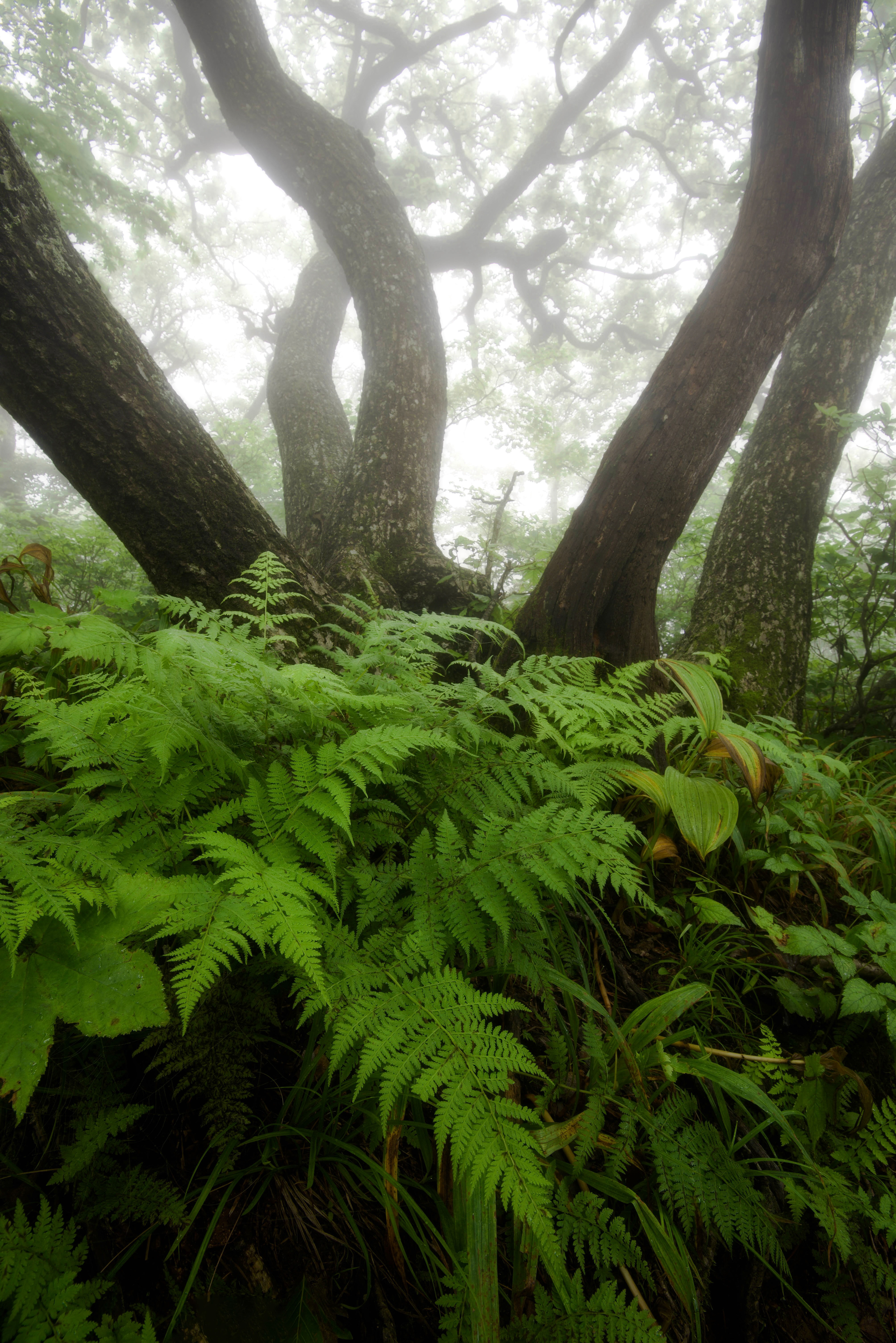Seoraksan National Park, South Korea