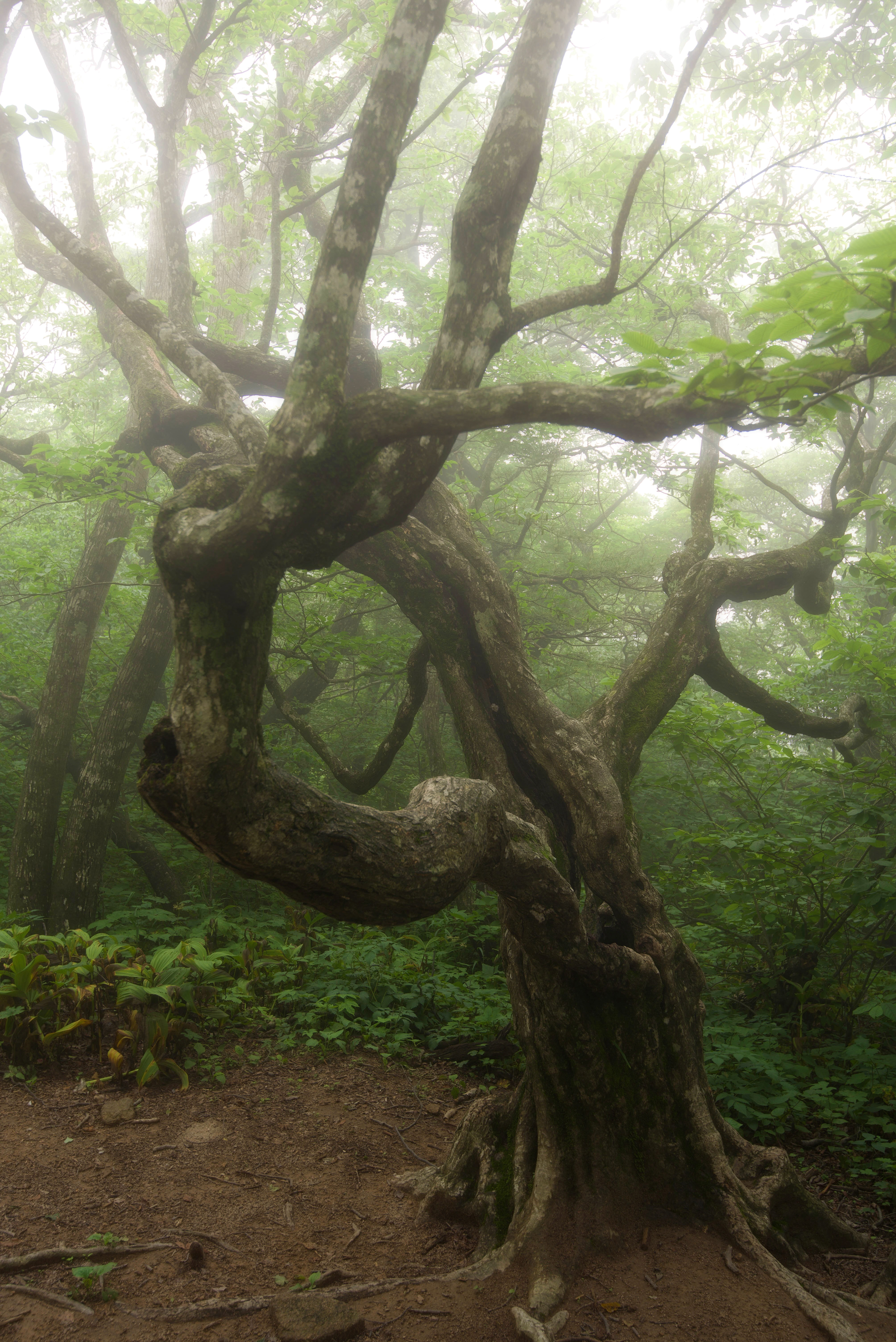 Seoraksan National Park, South Korea