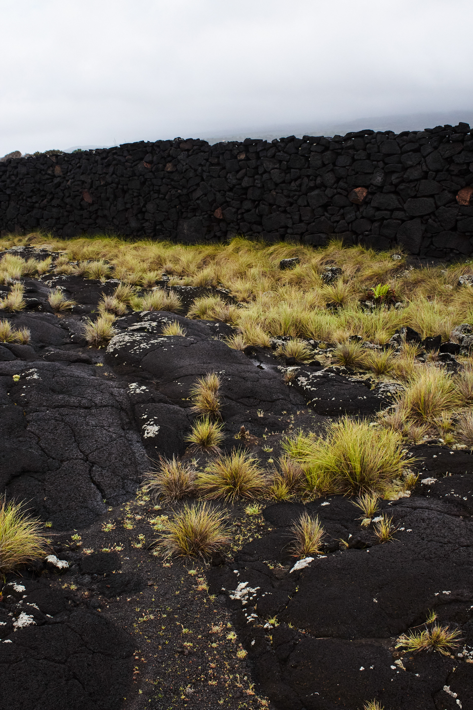 Near Madalena, Pico. Cart Trails