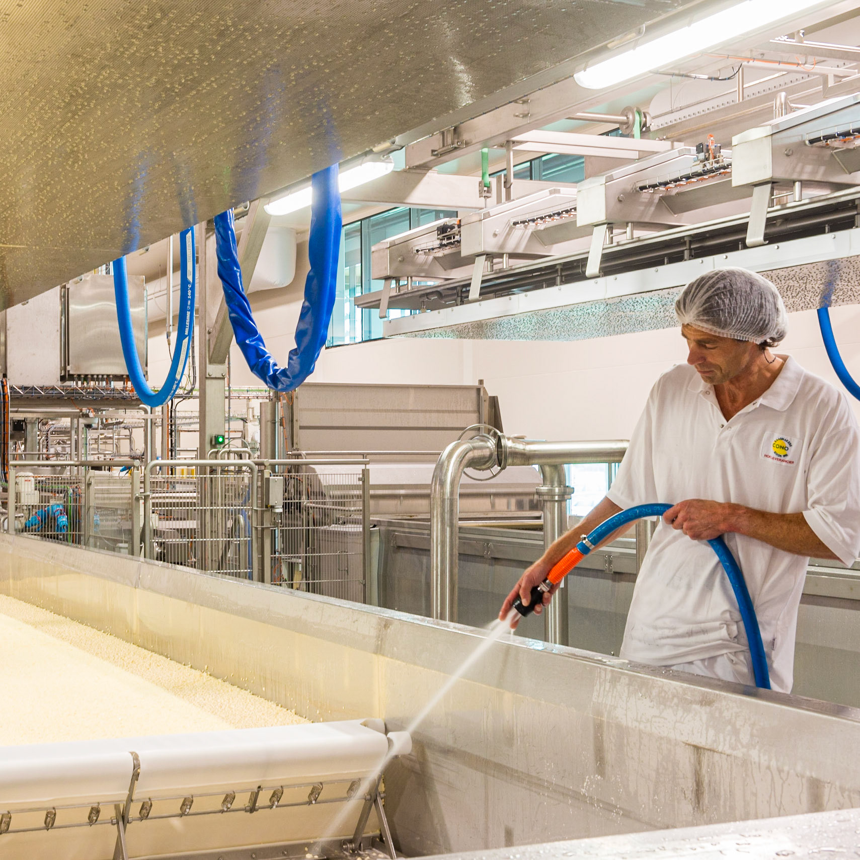 Ontstaan van wrongel (verse kaas) en wei (vloeistof) tijdens productie van Beemsterkaas.