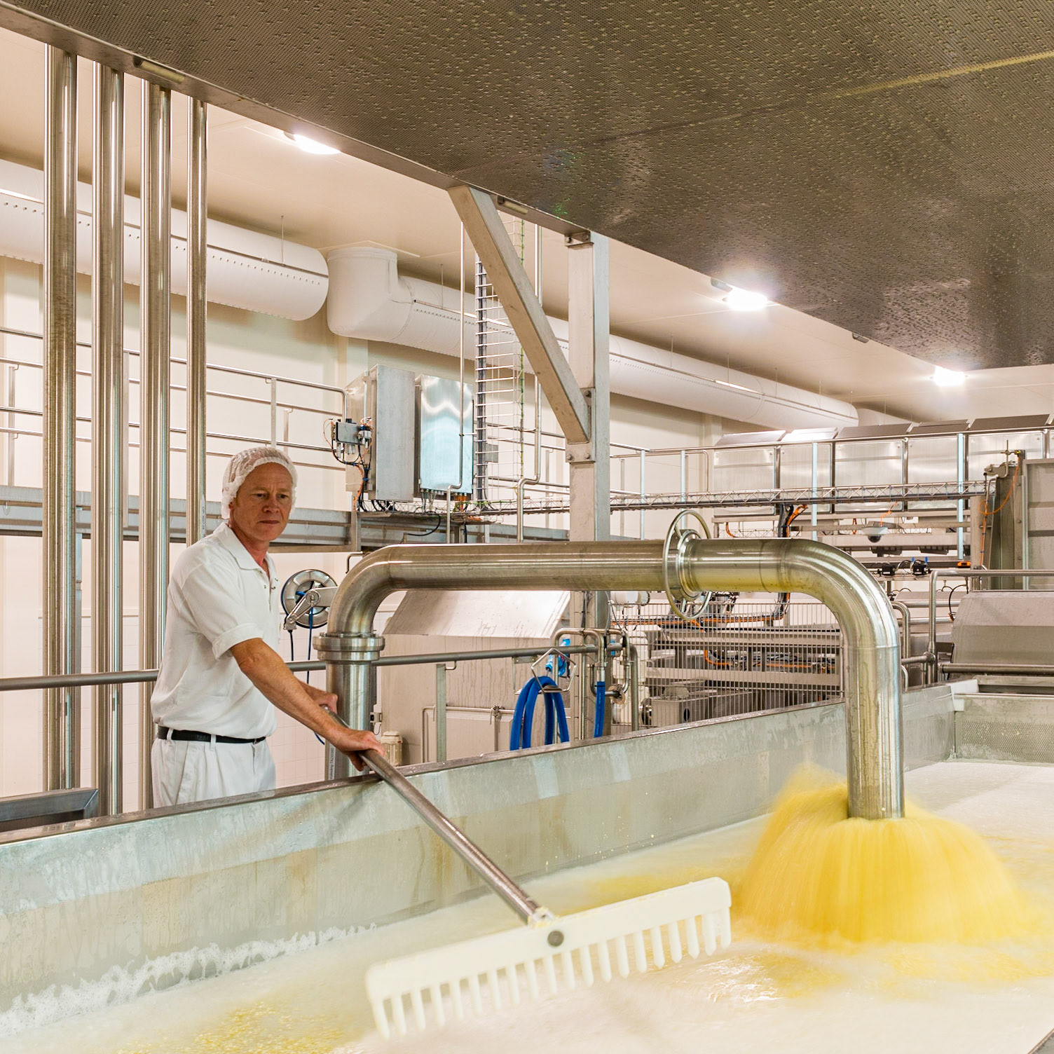 Overpompen van melk in kaasbak met zuursel en stremsel tijdens productie van Beemsterkaas.