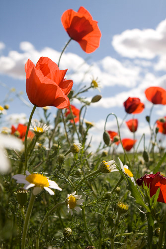 FLOWERS; POPPIES; CLOUDS; STEMS; SPRING; FIELD; COUNTRYSIDE; NATURE; Vegetation; Delicate; Peaceful; Outdoors; Plants; Seasons.