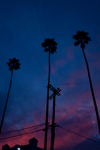 Sunset; Sunset Boulevard; Twilight; Pail trees; Power lines; Pole; Los Angeles; California; street light; Outline; Rooftop.