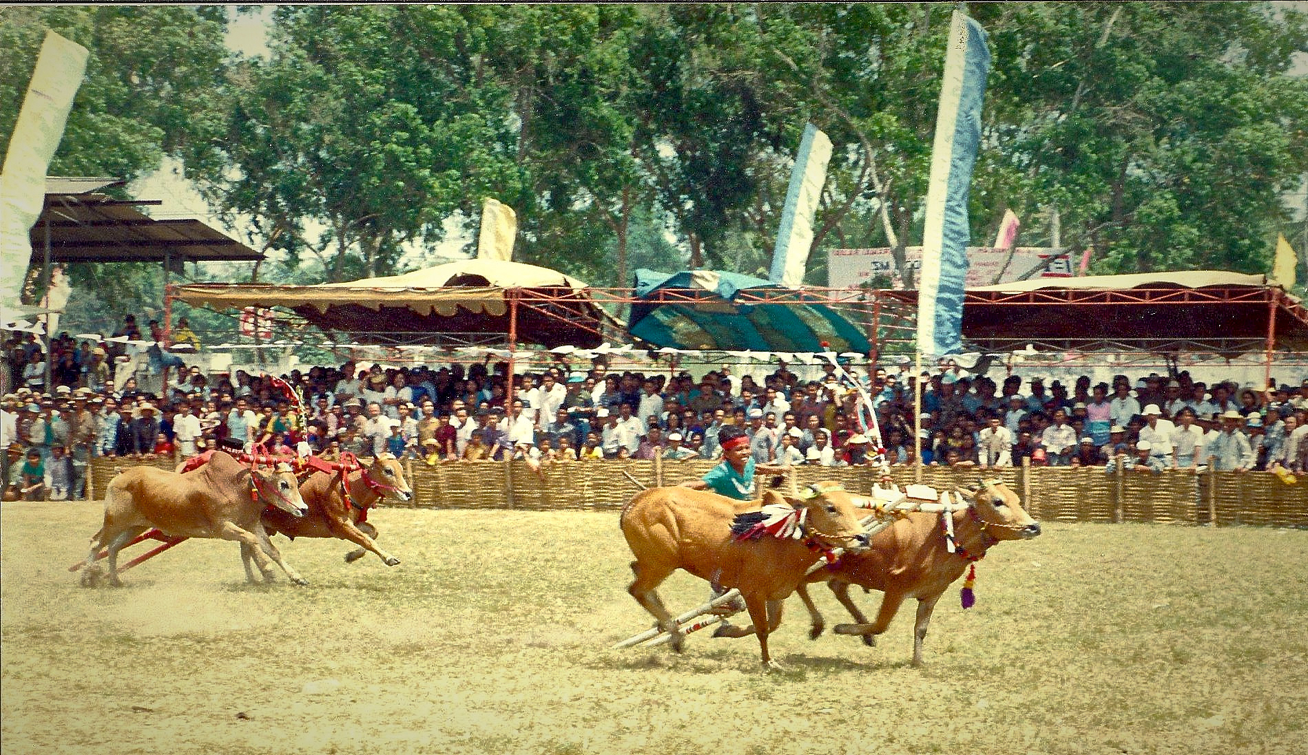 Bangkalan Bull Racing, Madura