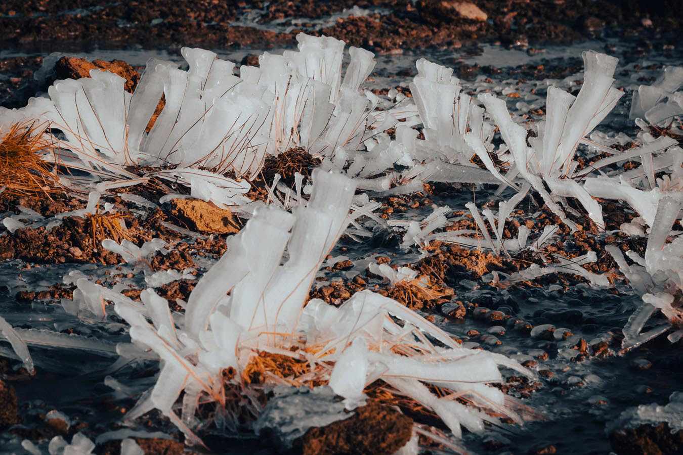 Island © Barbara Elser