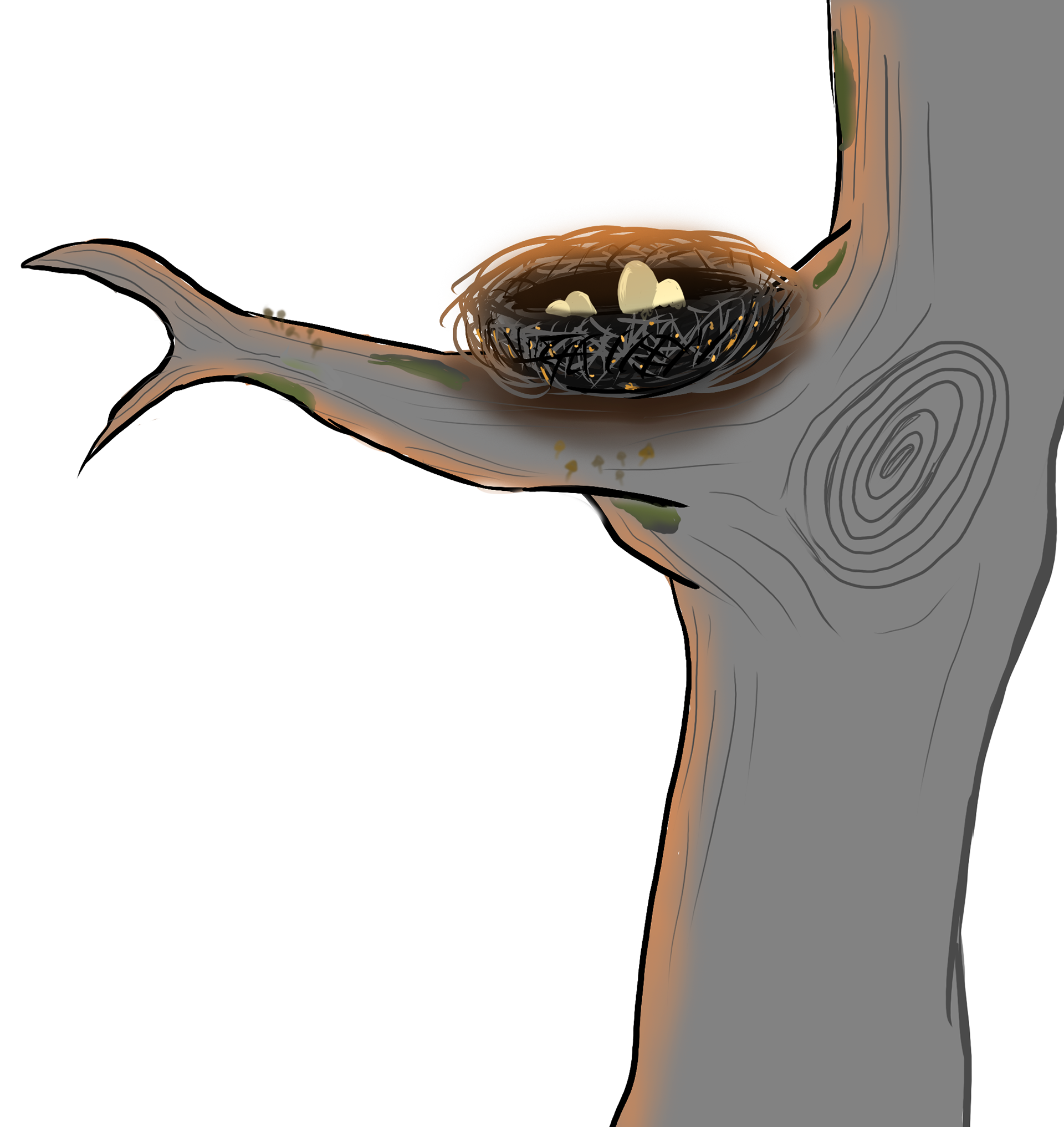 Bird Nest