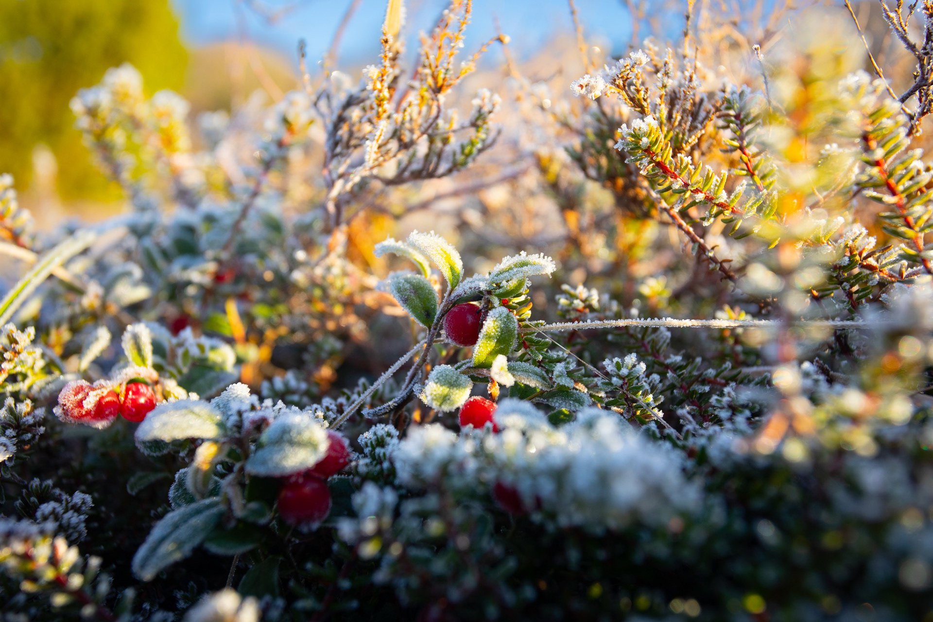 Frozen hills, Rebild