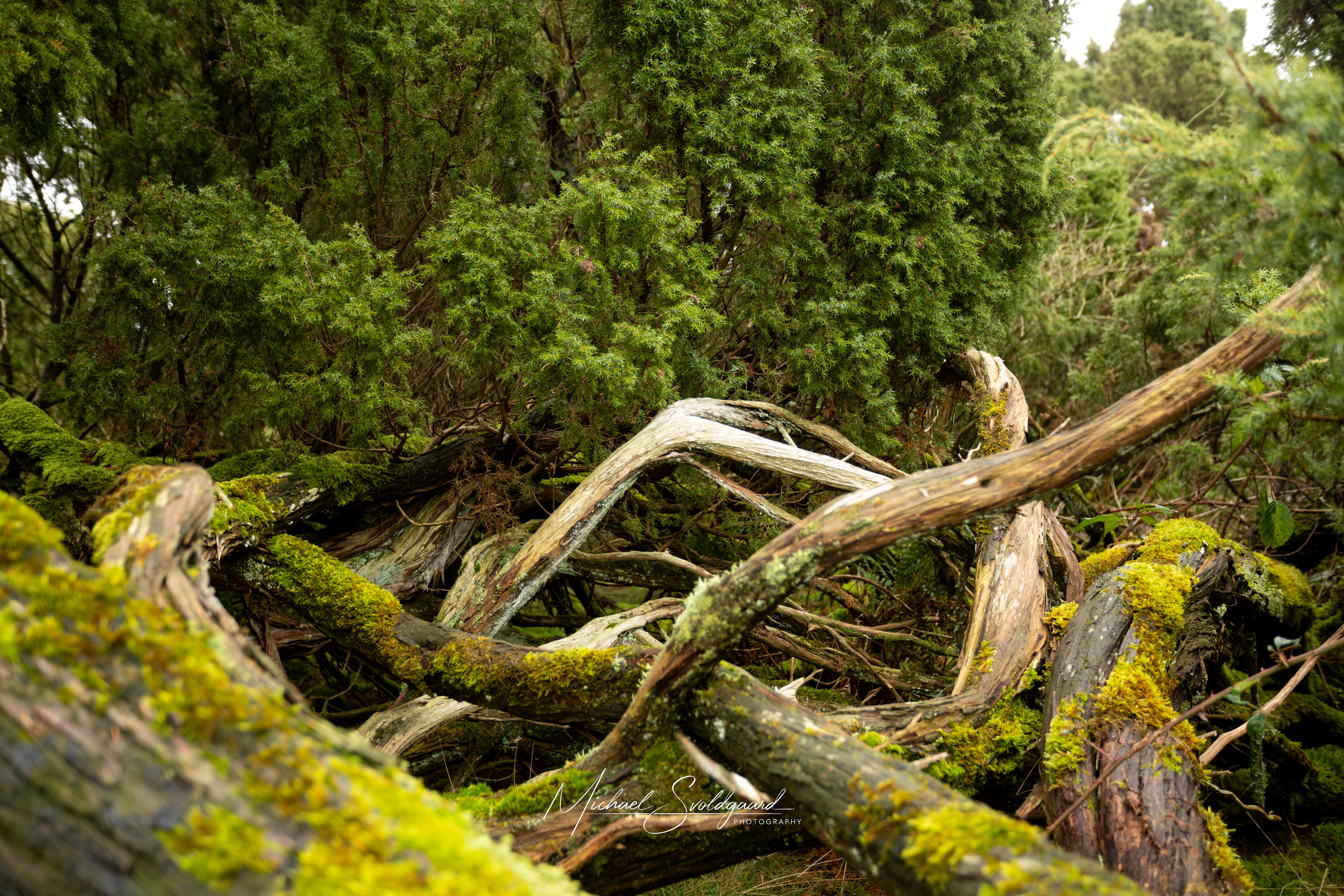 Logs, Bramslev Bakker