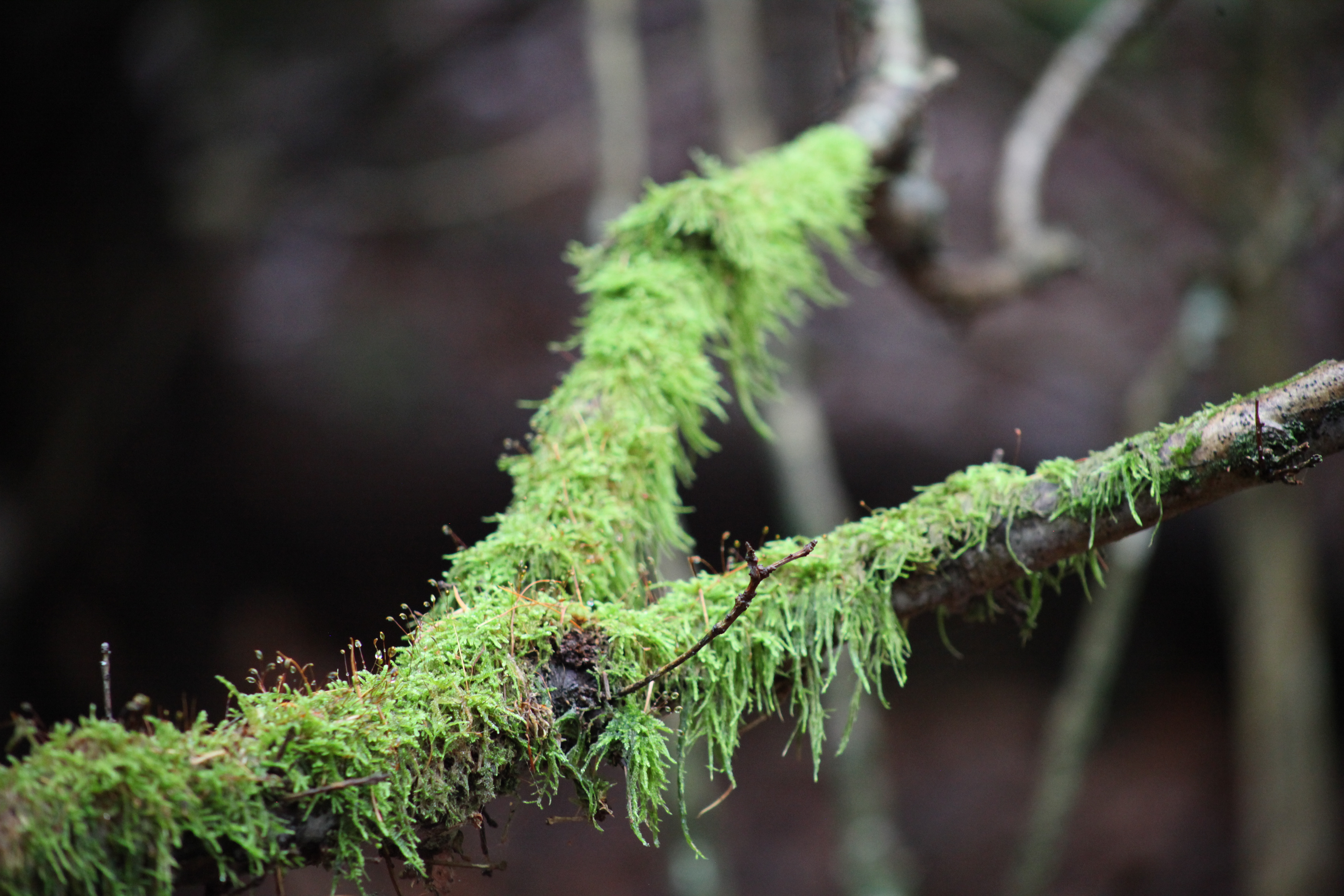 Green beard, Rold Skov