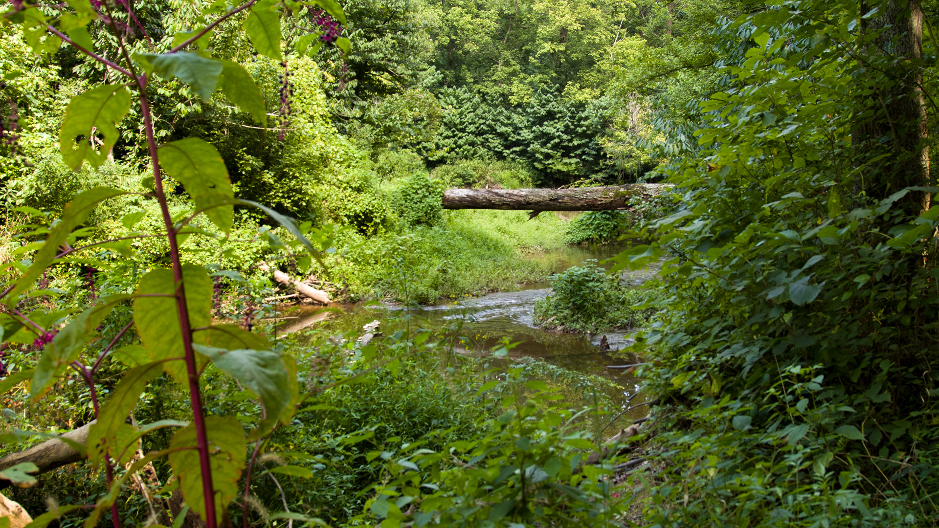 Bull Run Trail