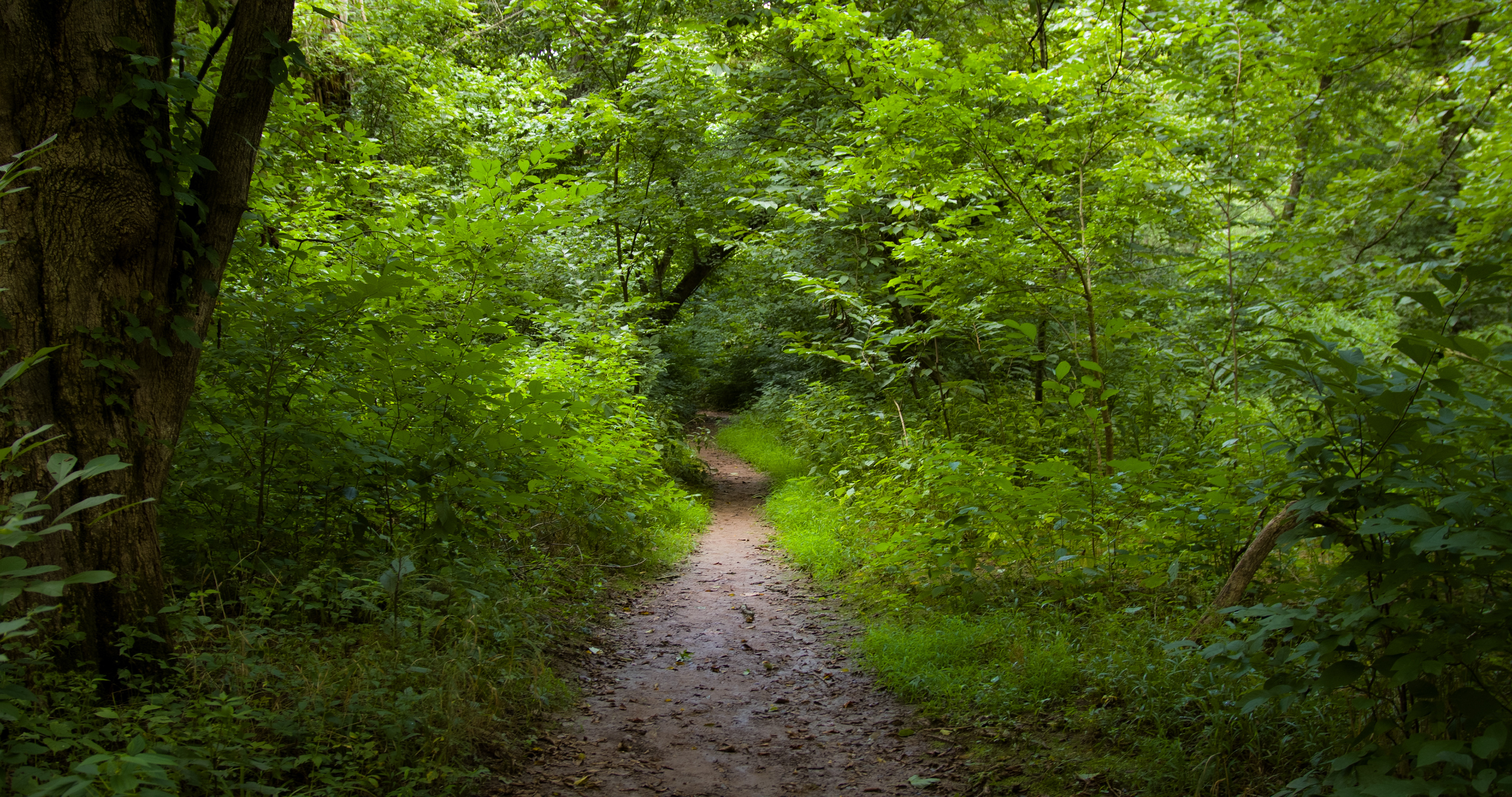 Bull Run Trail