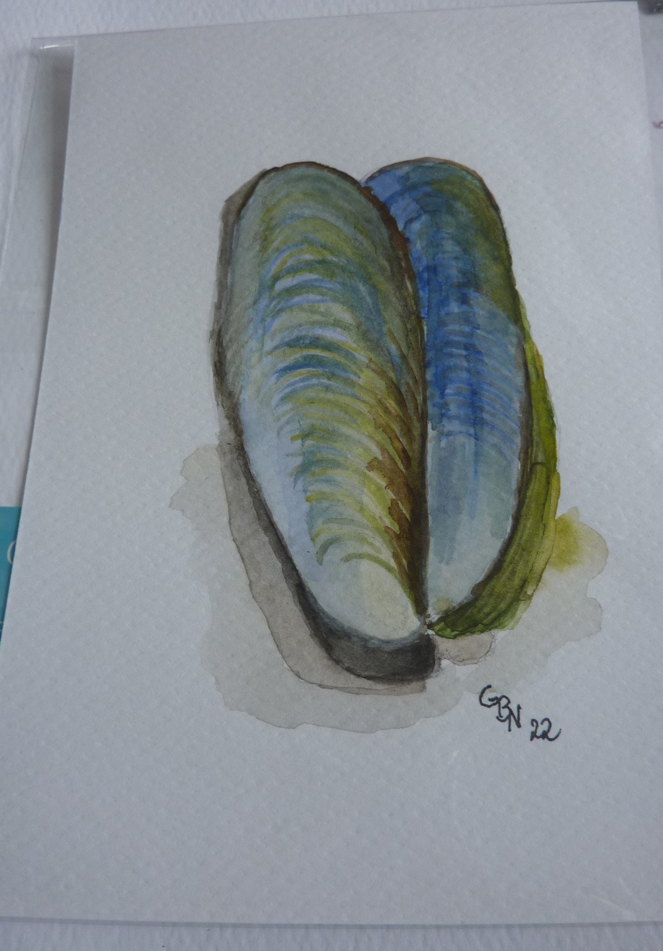 Miesmuschel Aquarellpostkarte 5€