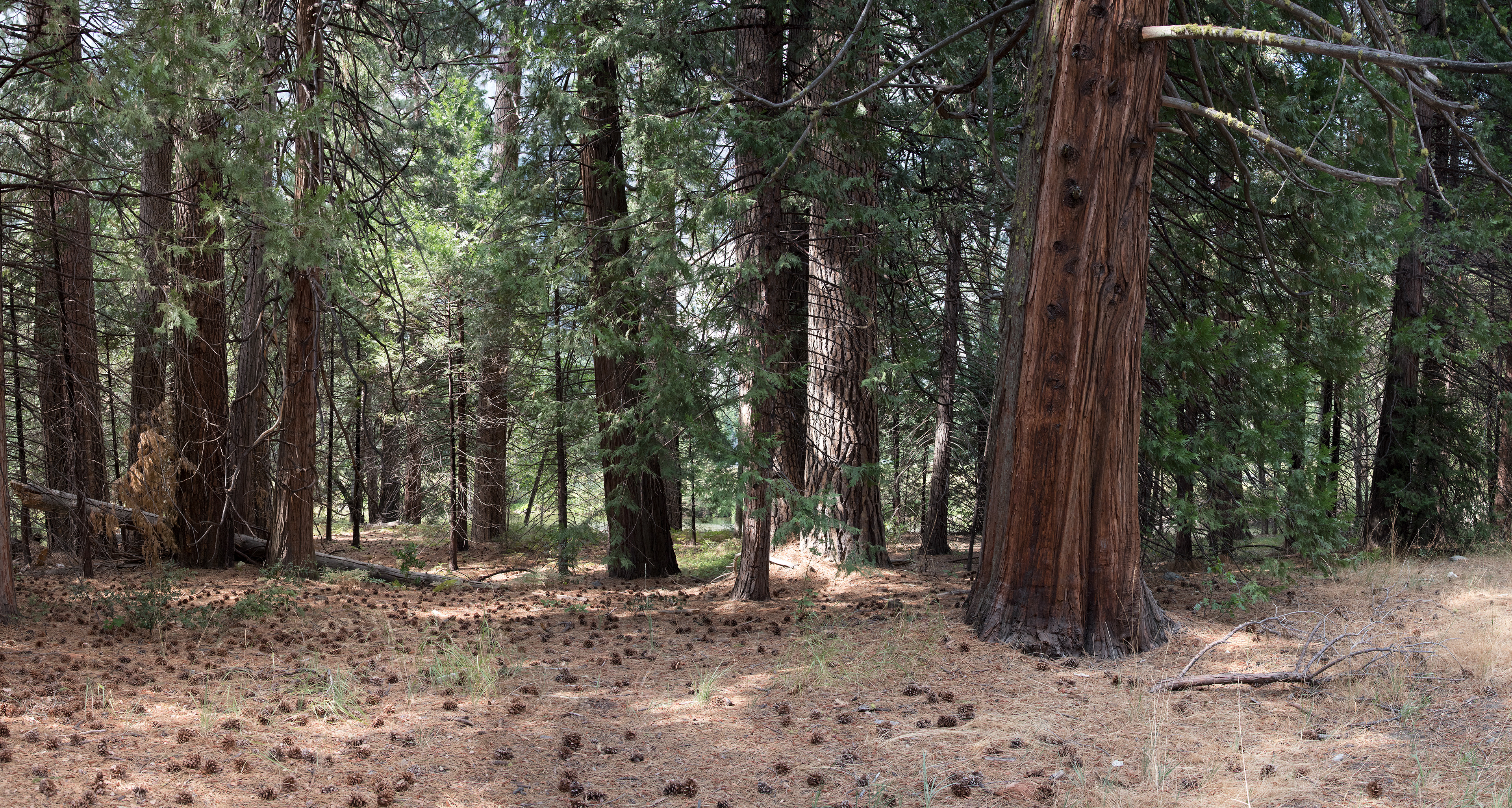 Woods along the Merced River