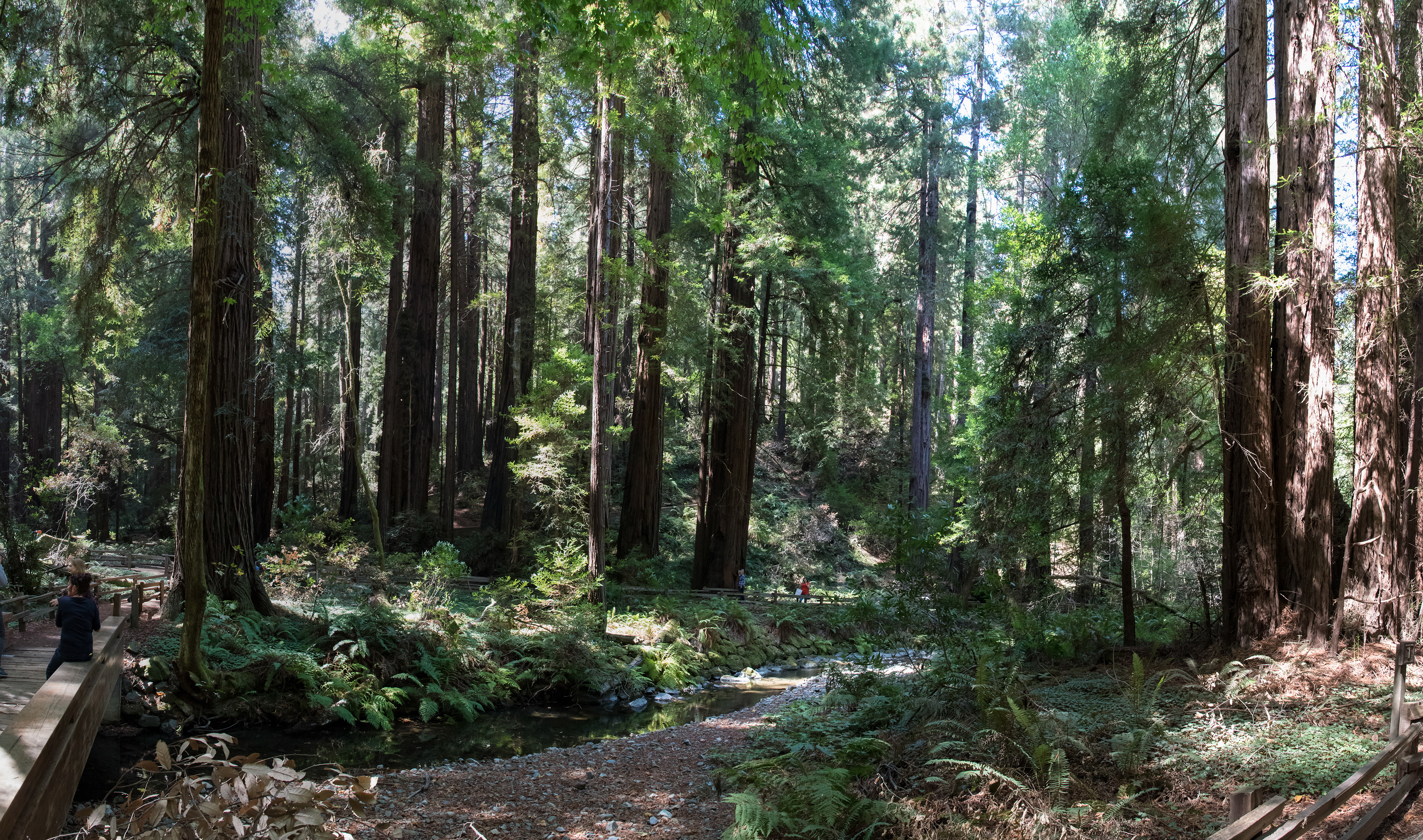 Muir Woods