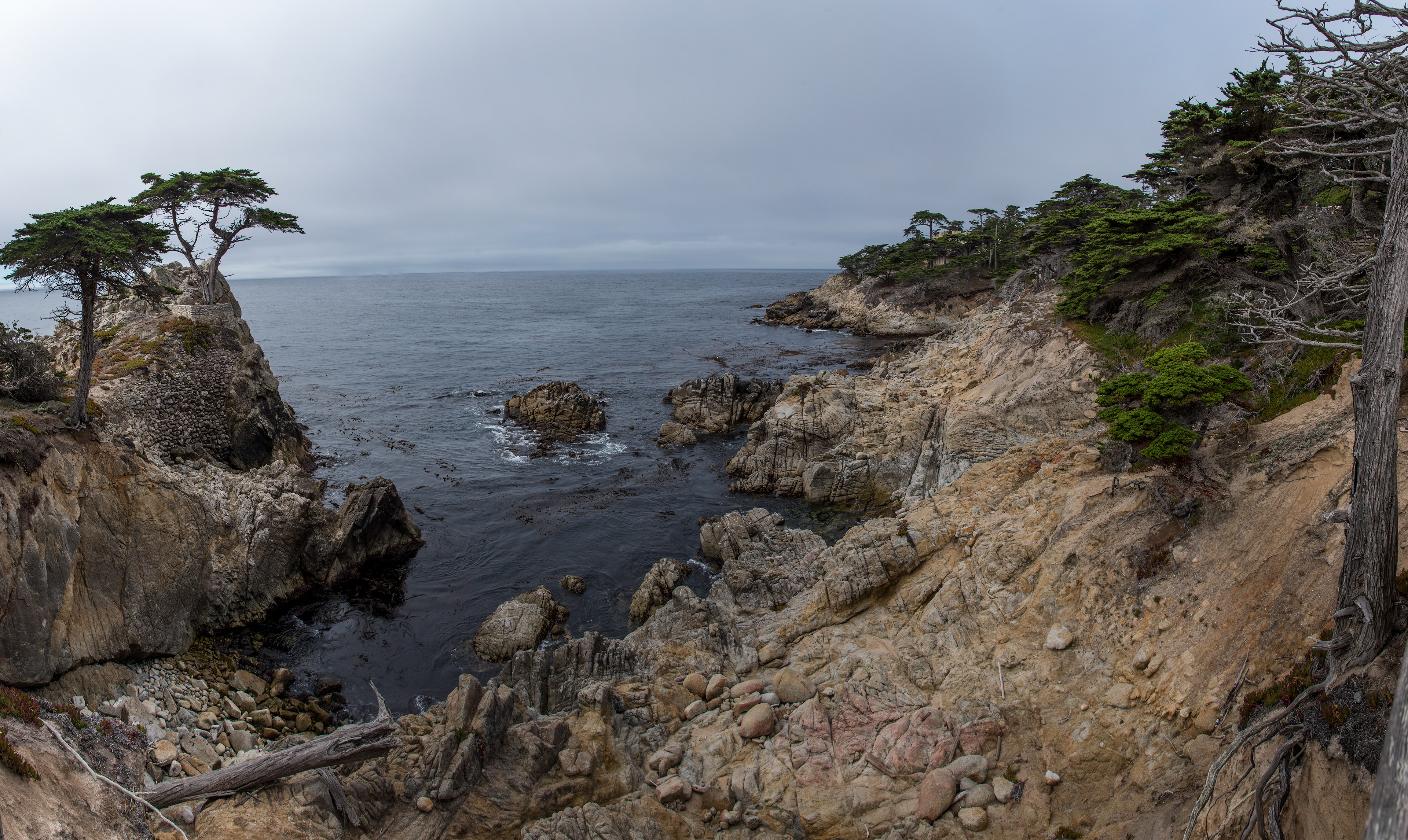 Monterey Cypress