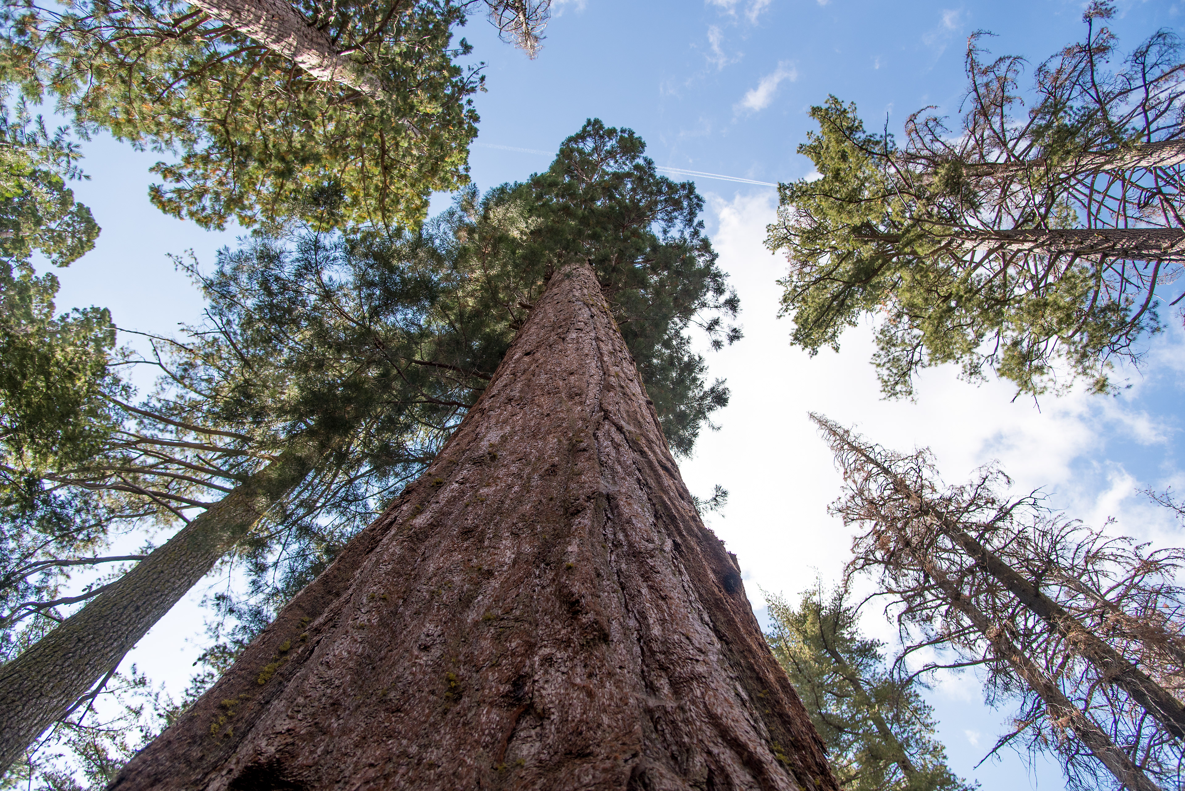 Tuolumne Grove, Yosemite