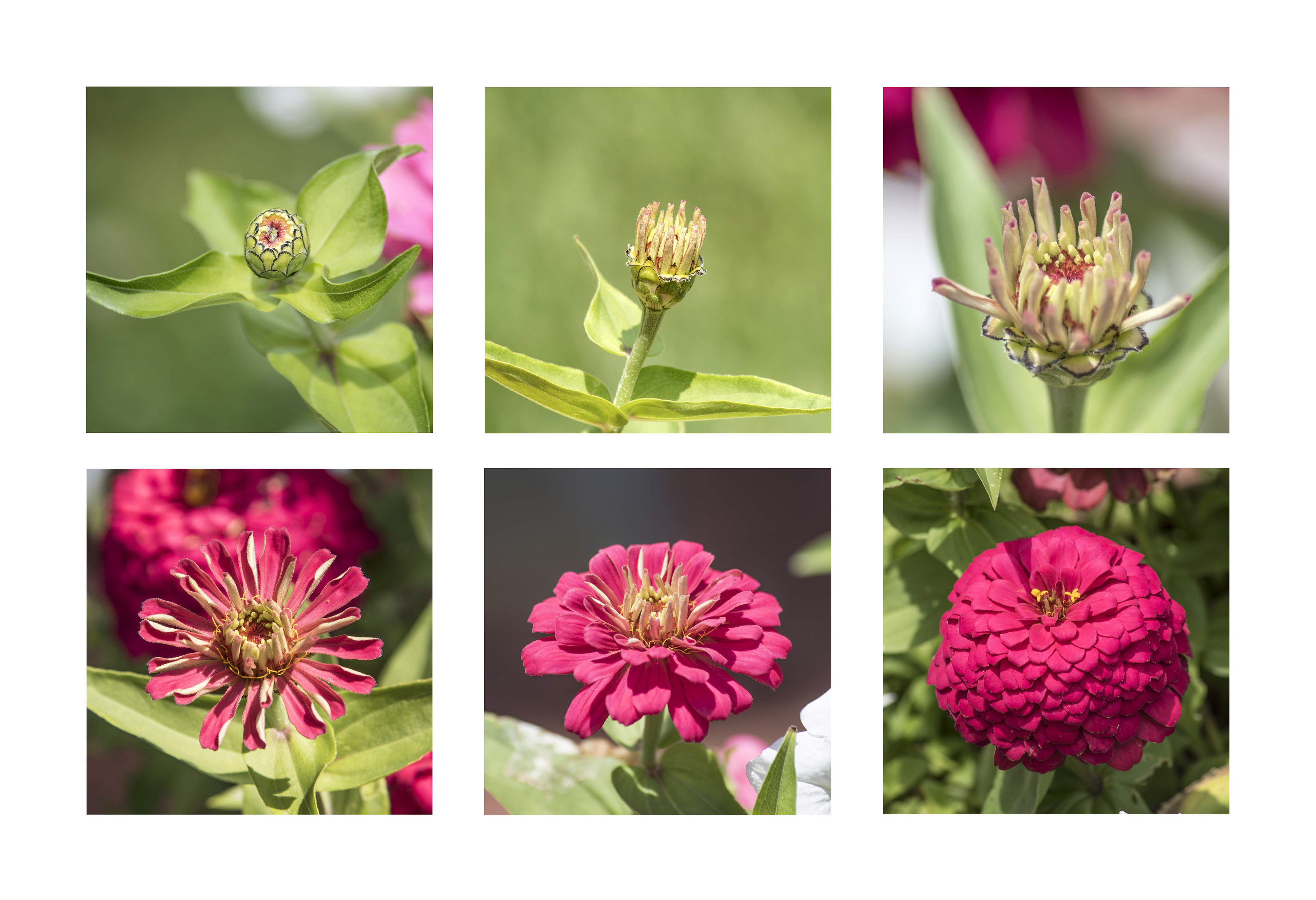 Six zinnias
