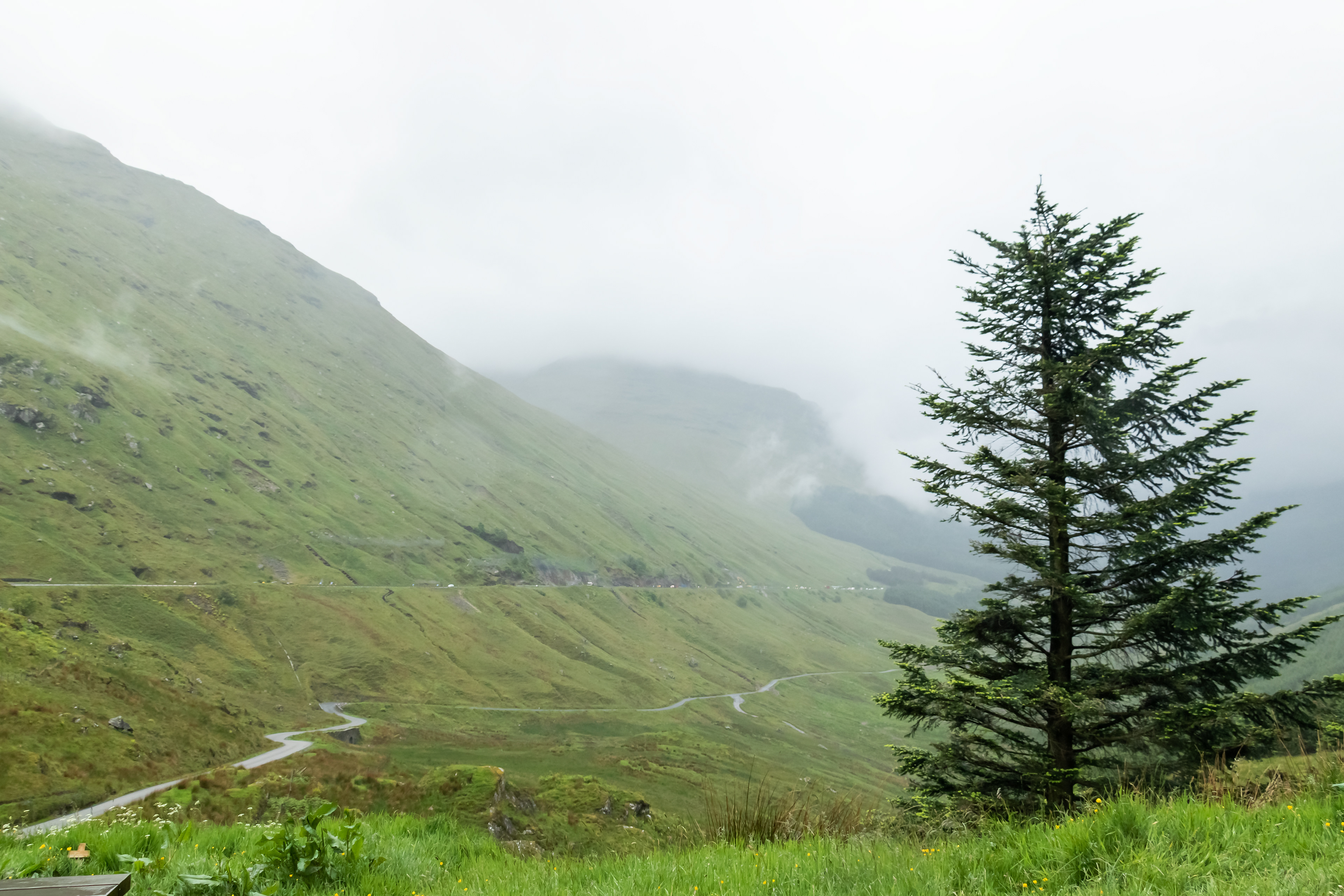 Argyle Forest