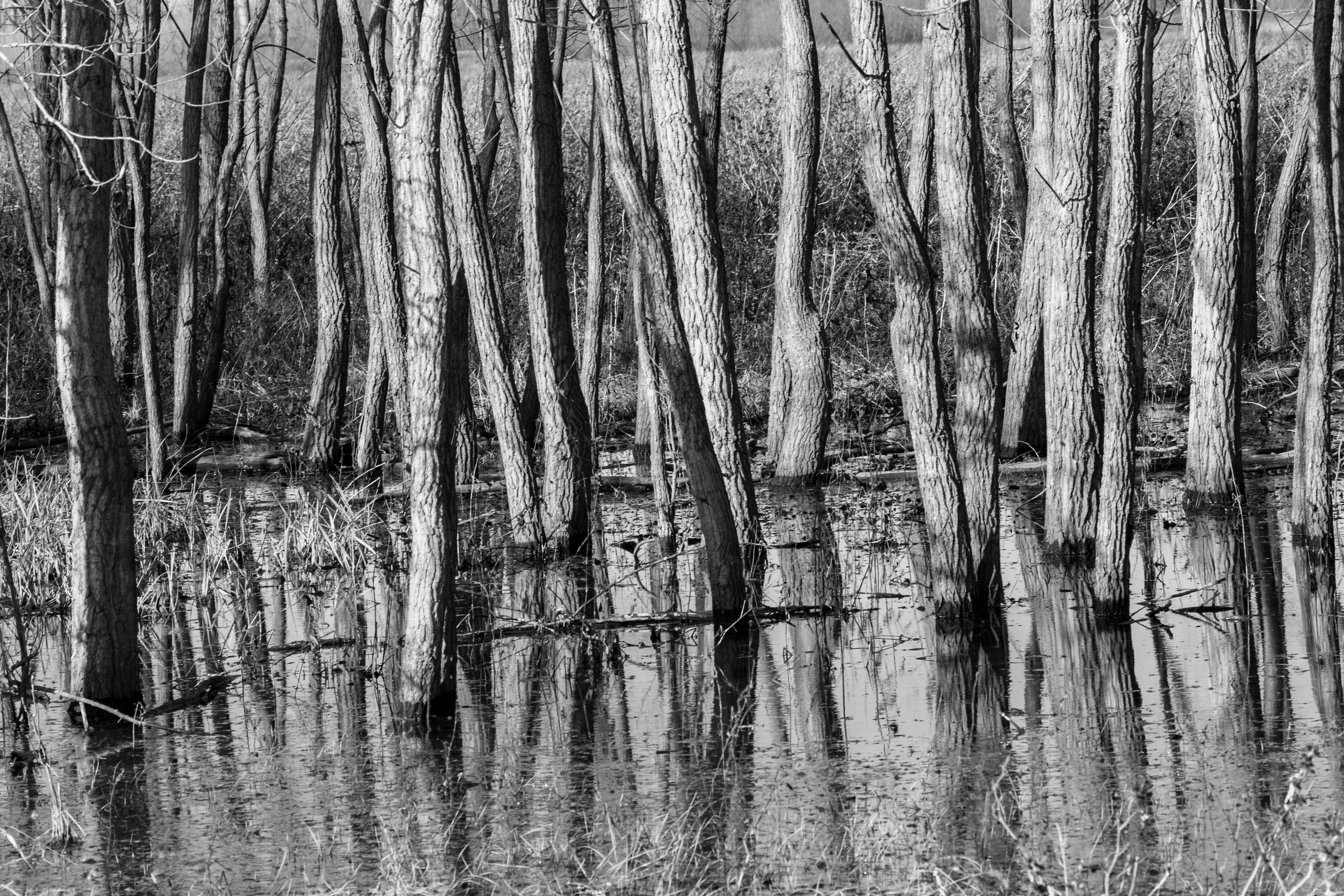 Cannon Conservation Area