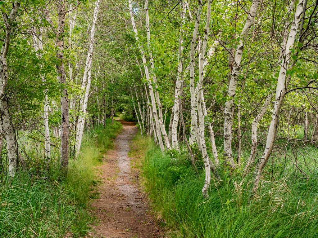 "Hemlock Road" Acadia National Park