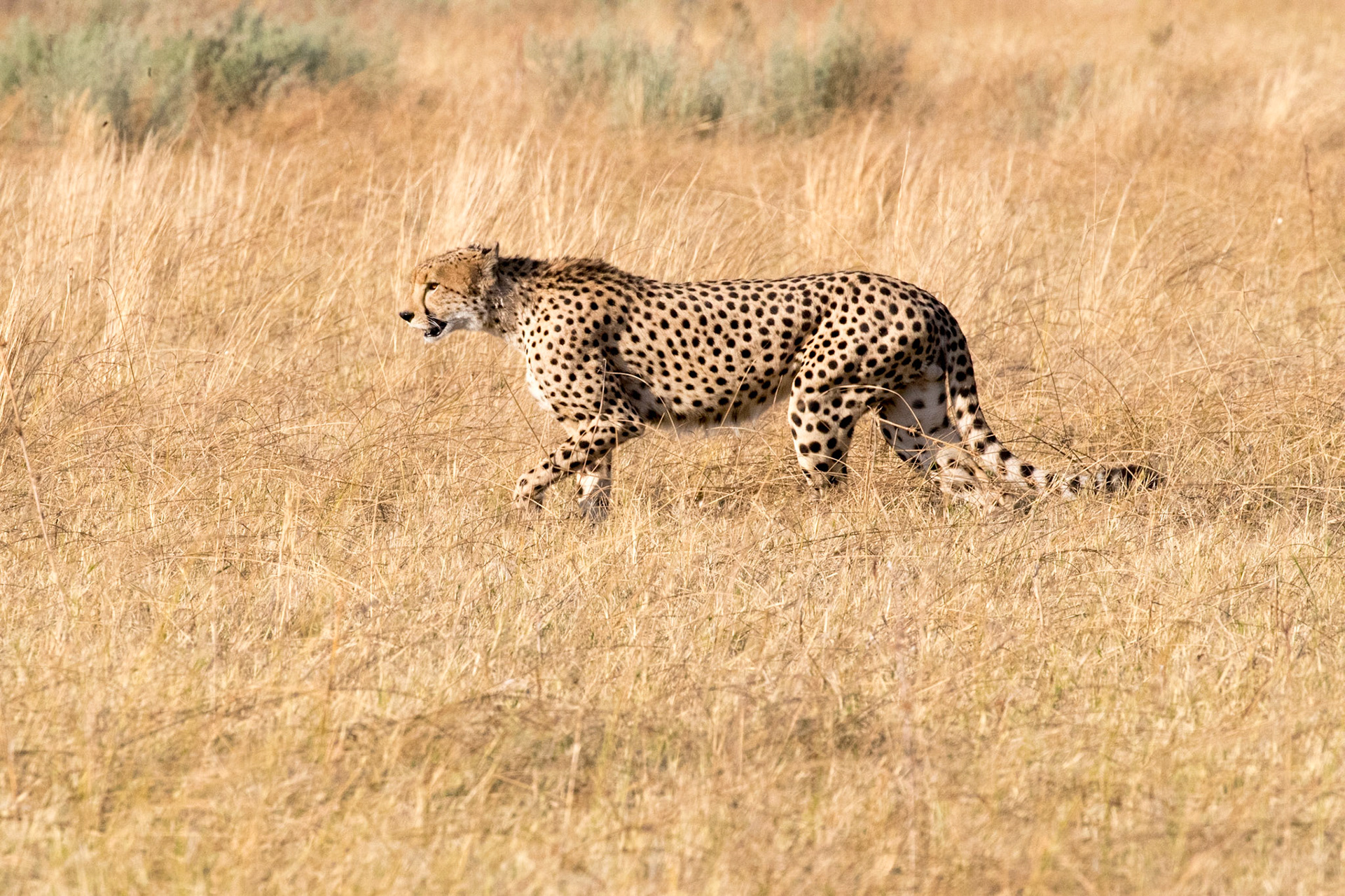 guepard marchant dans la savane, cheetah in the bush, Chobe