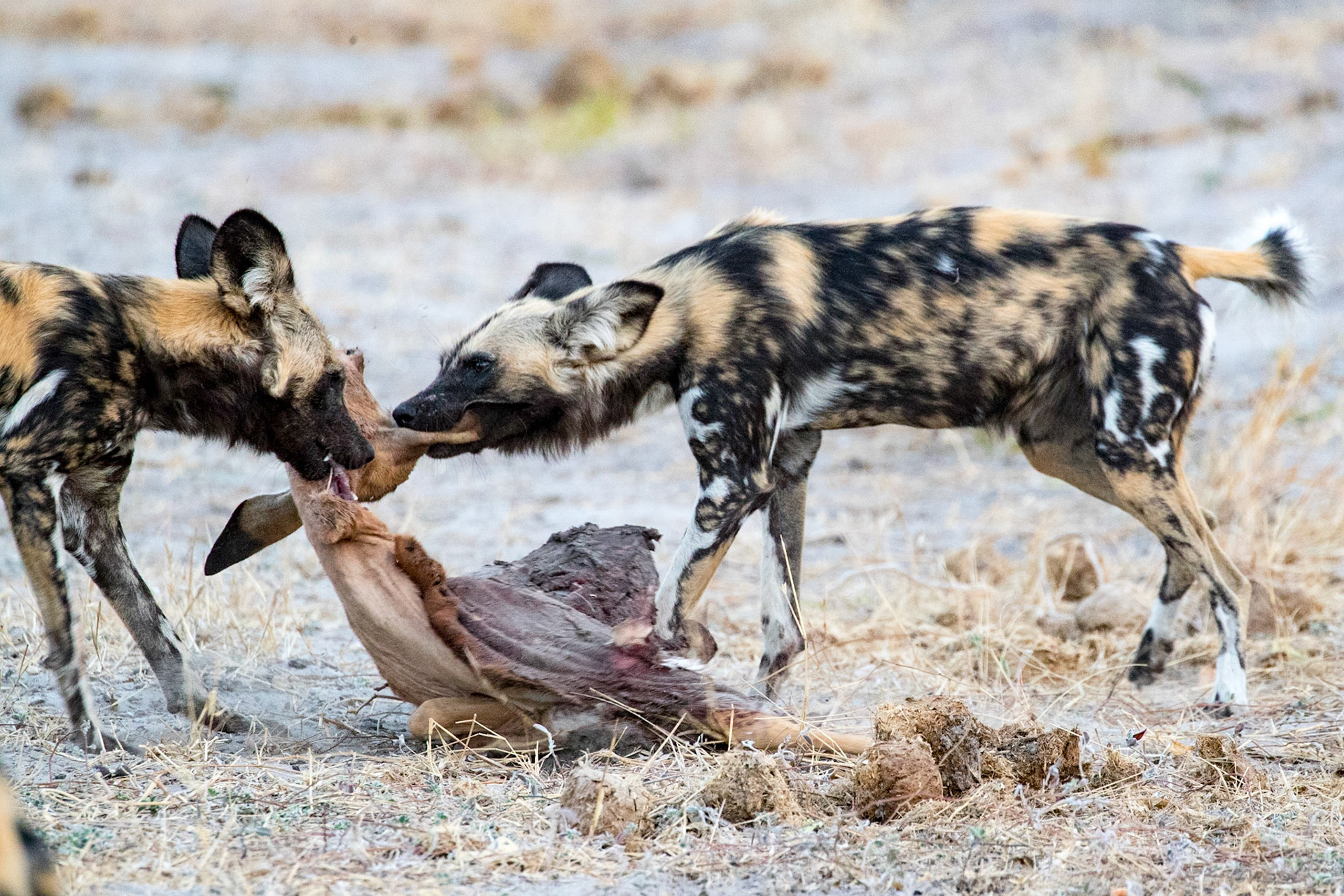 Chobe, troupe de lycaons devorant une impala gravide, wild dogs eating gravidic impala, early morning, aube