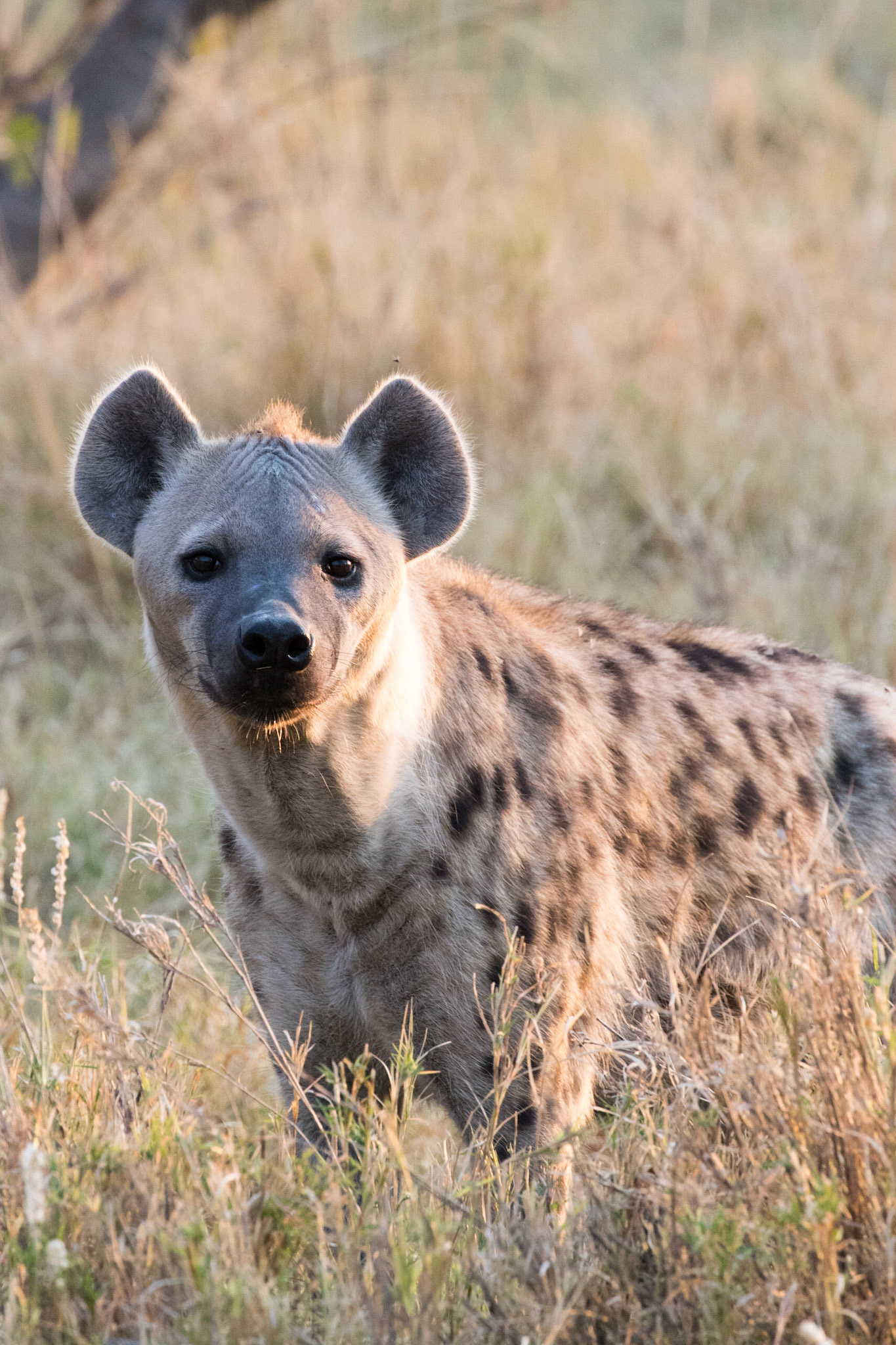 hyene tachetée seule dans la savane, lonely spotted hyena in the bush
