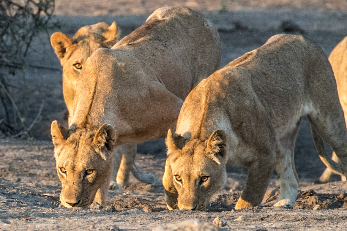 3 femelles regardant une proie, 3 females looking at a pray,chobe,aube,early morning