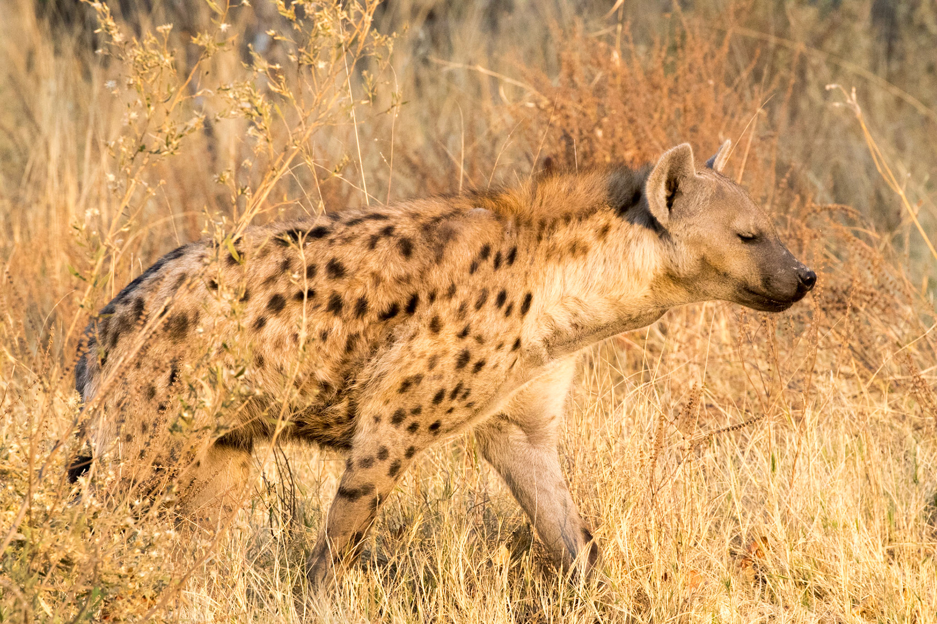 hyene tachetée seule dans la savane, lonely spotted hyena in the bush