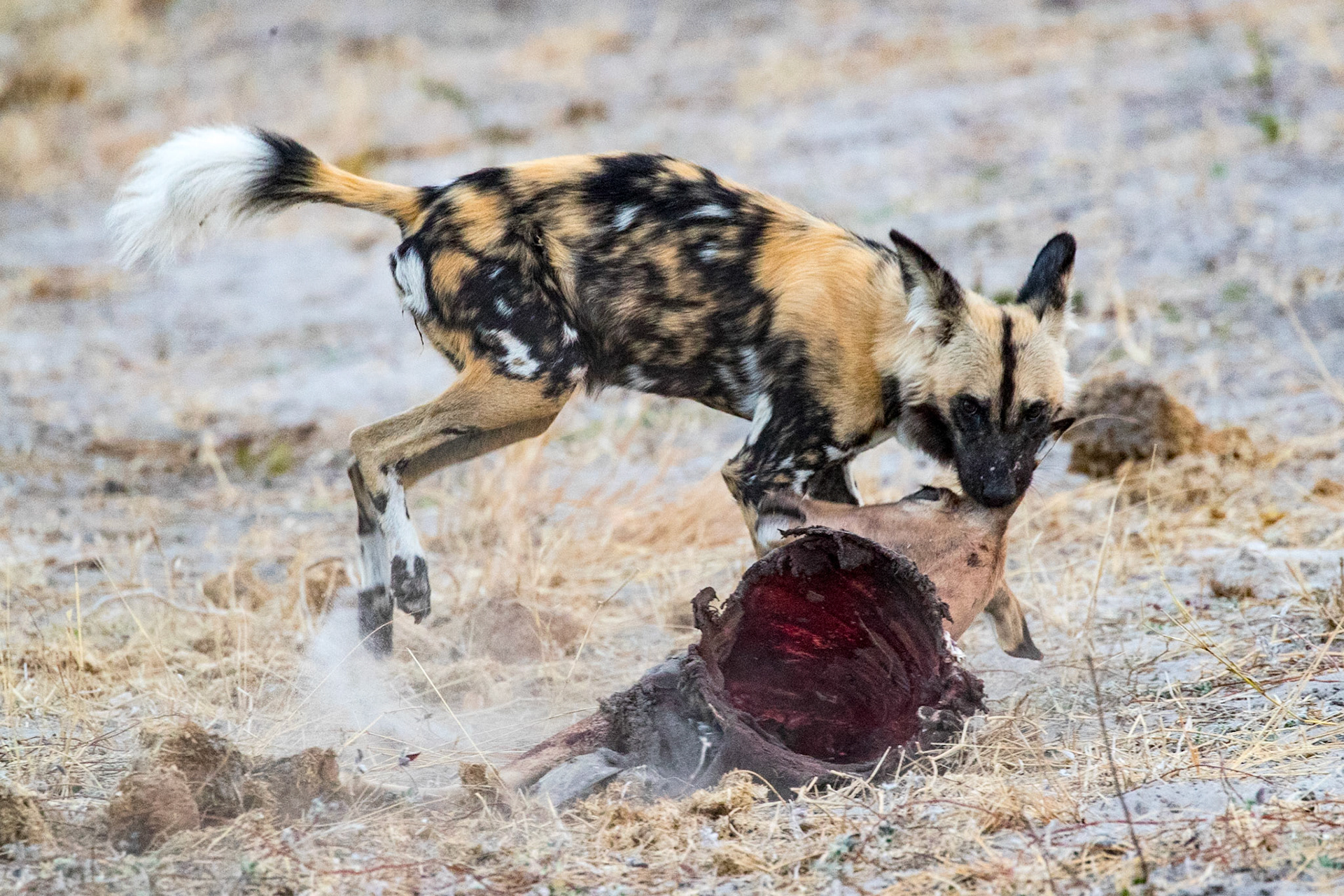 Chobe, troupe de lycaons devorant une impala gravide, wild dogs eating gravidic impala, early morning, aube