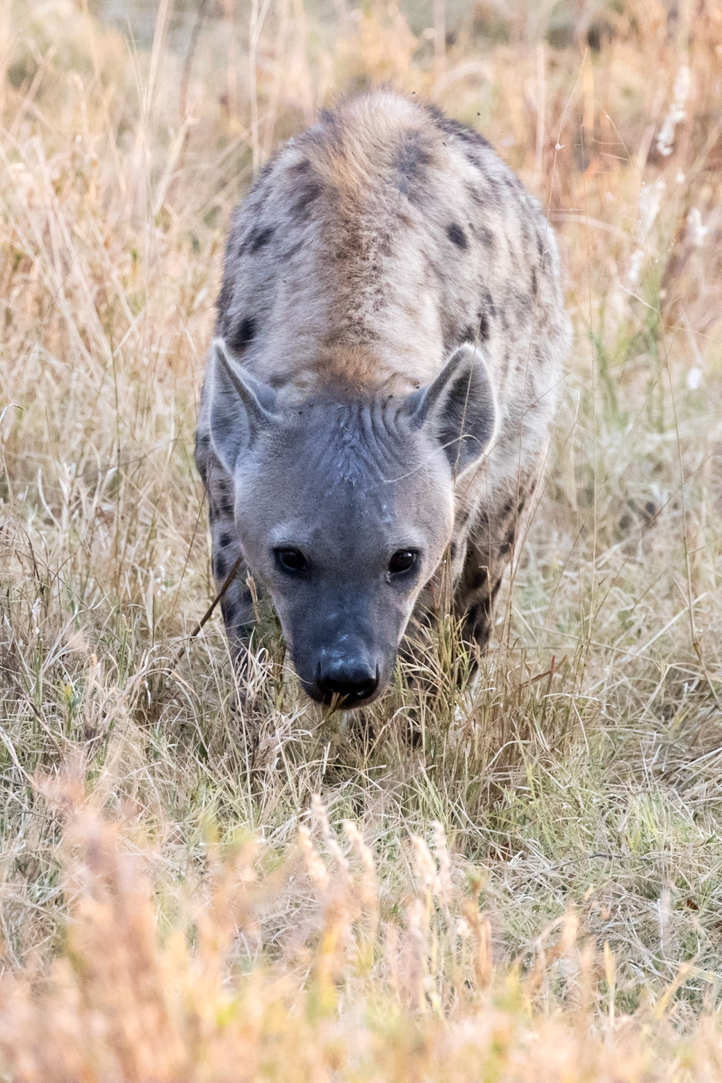 hyene tachetée seule dans la savane, lonely spotted hyena in the bush