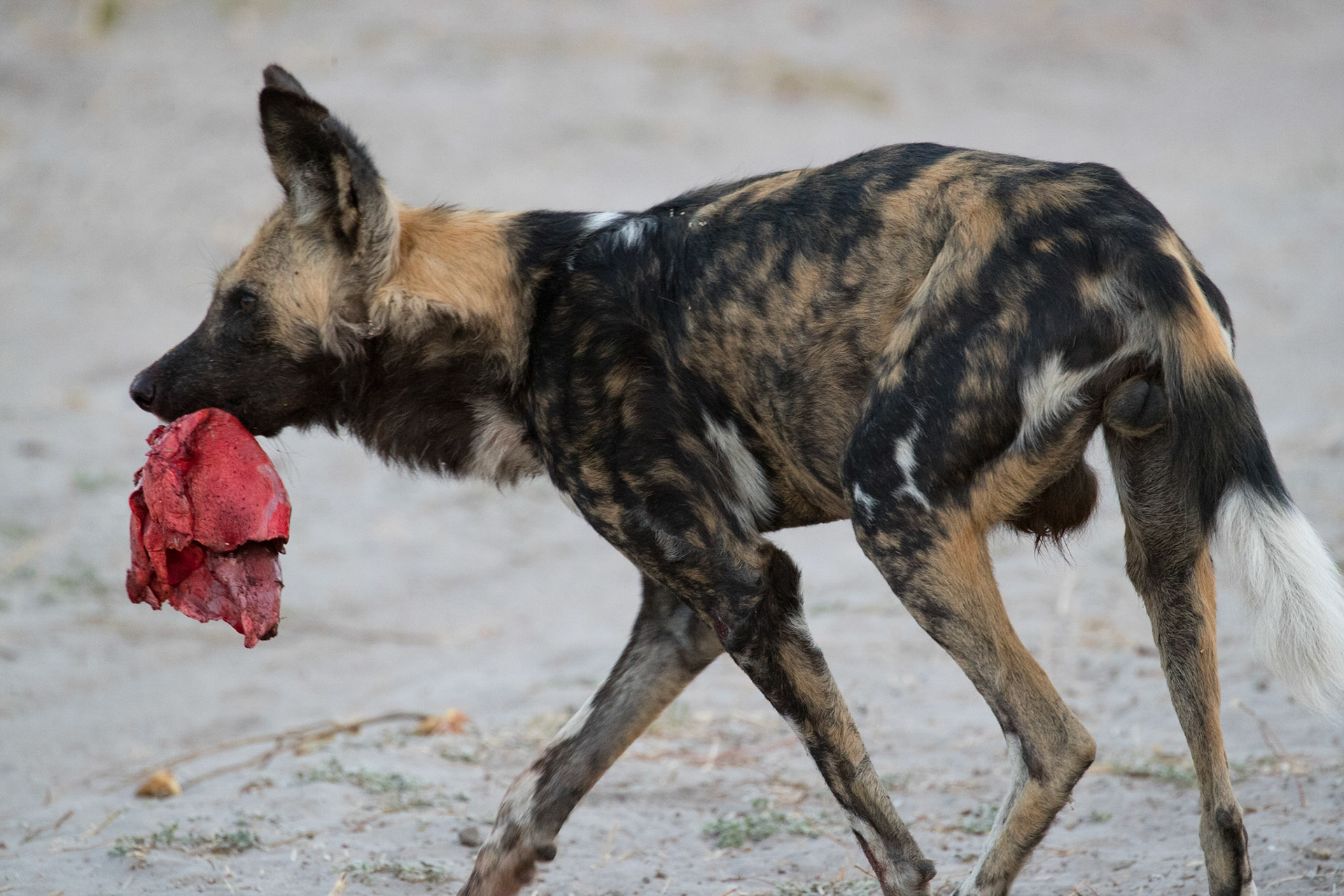 Chobe, troupe de lycaons devorant une impala gravide, wild dogs eating gravidic impala, early morning, aube