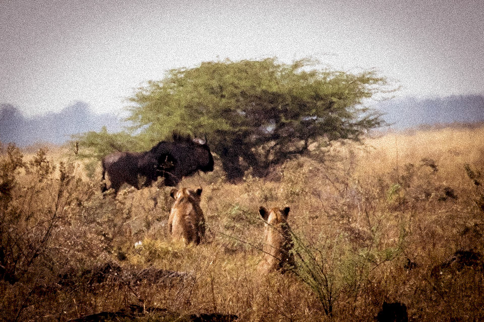 scene de chasse, hunting scene