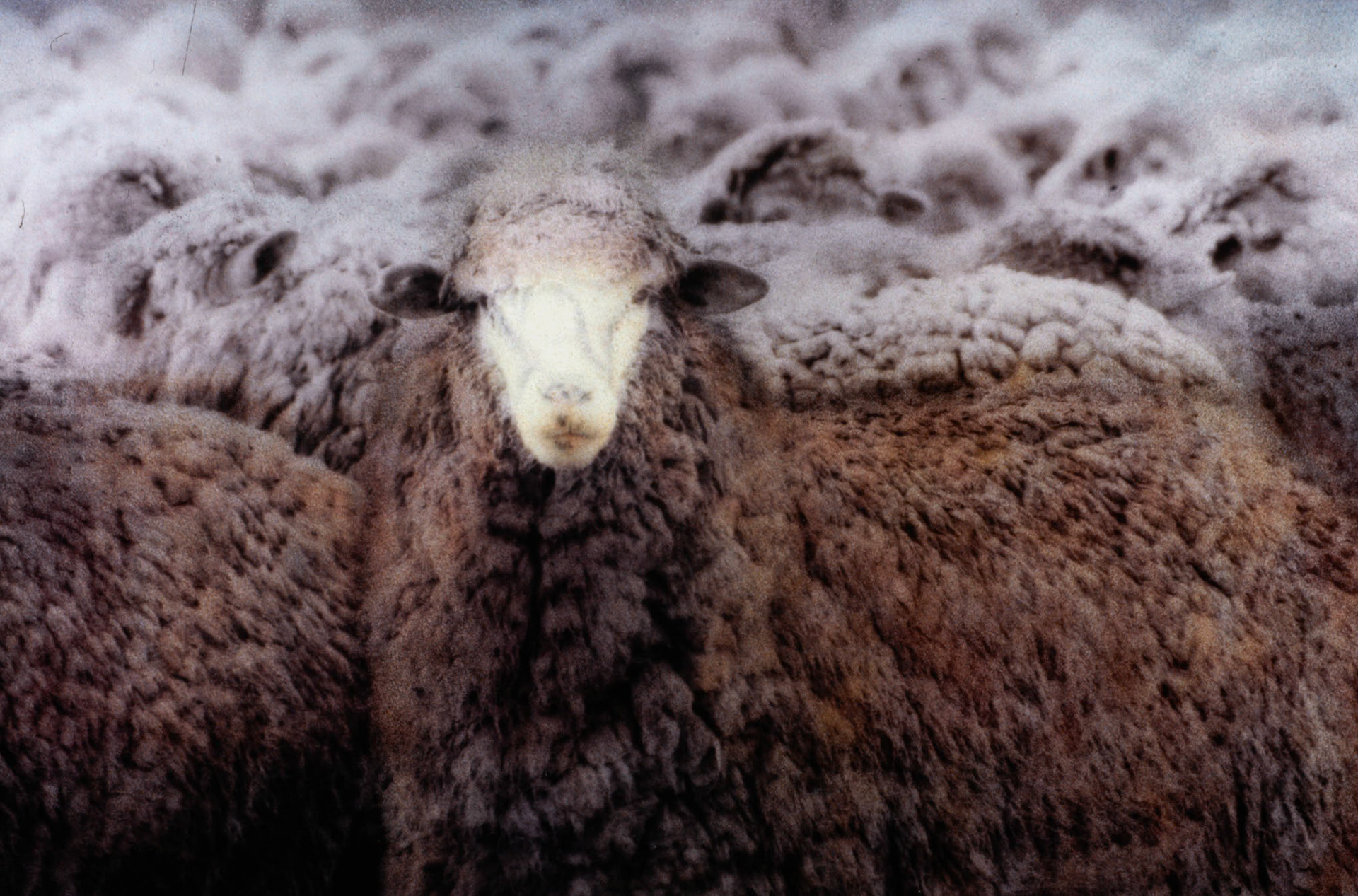 Wool Corporation Australia