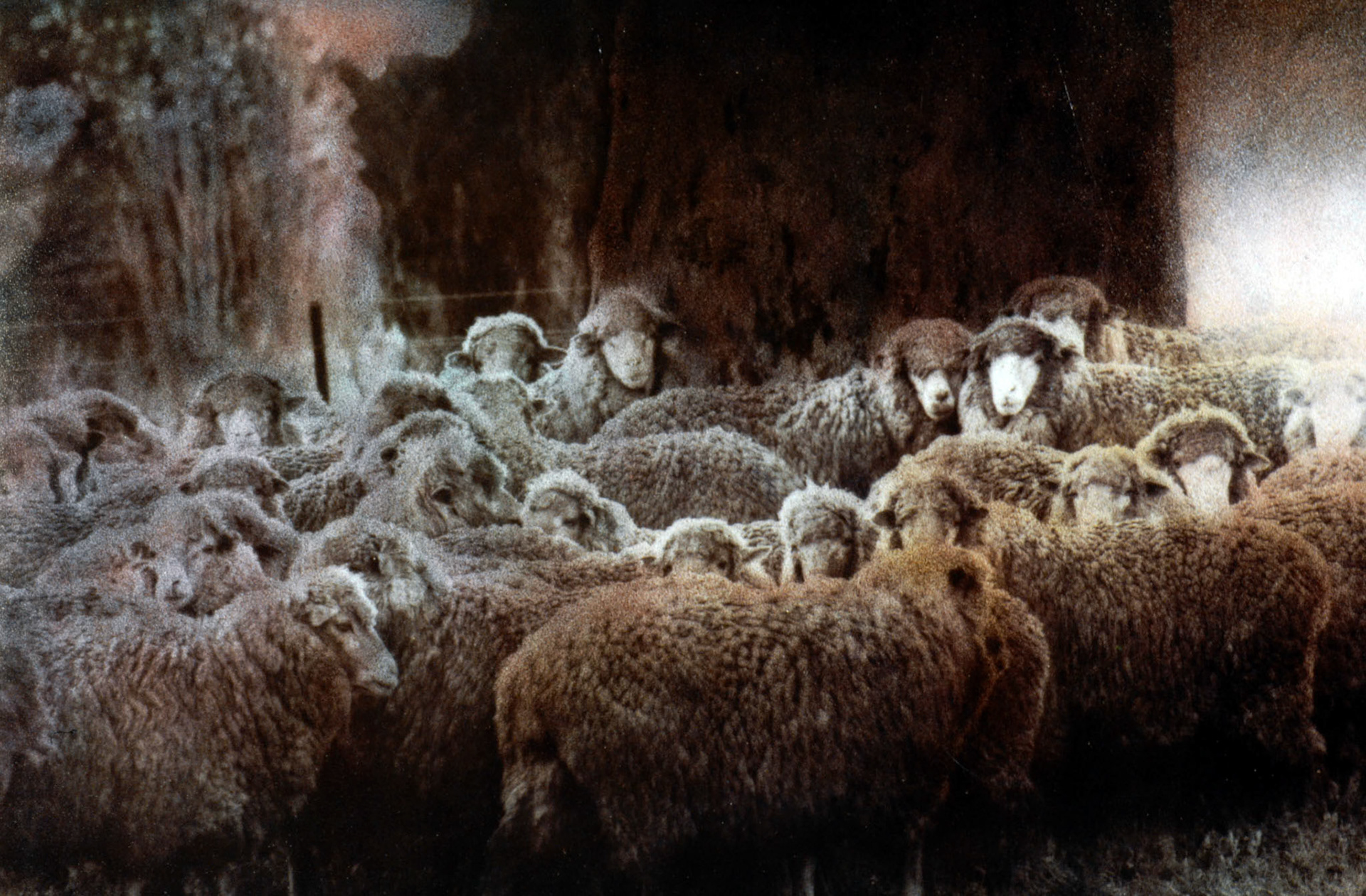 Wool Corporation Australia