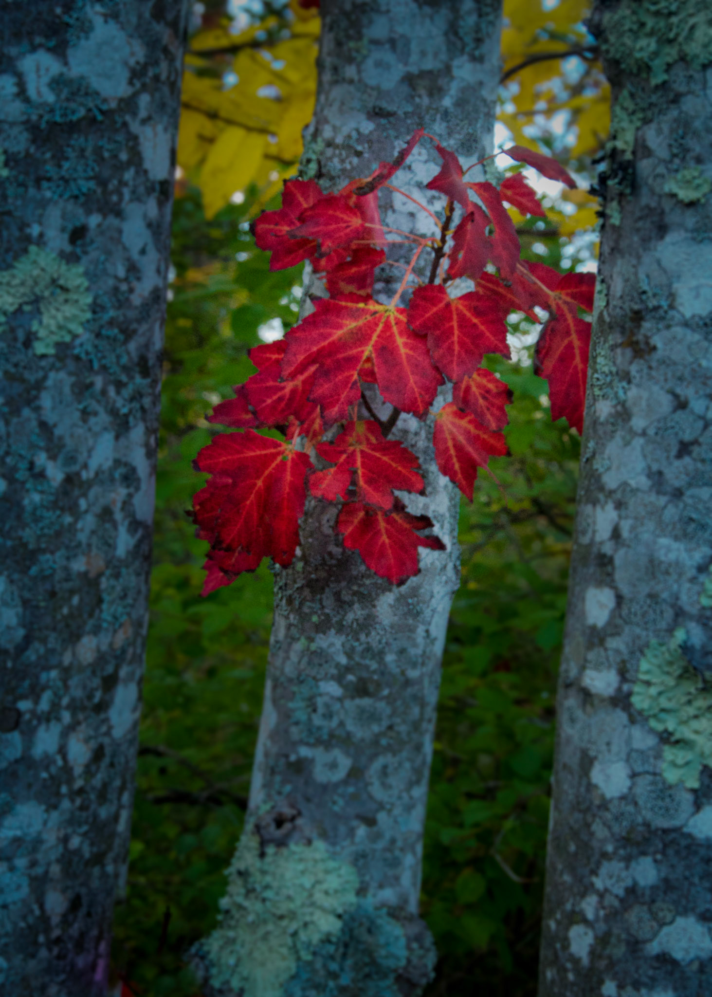 _DSC7353.NEF