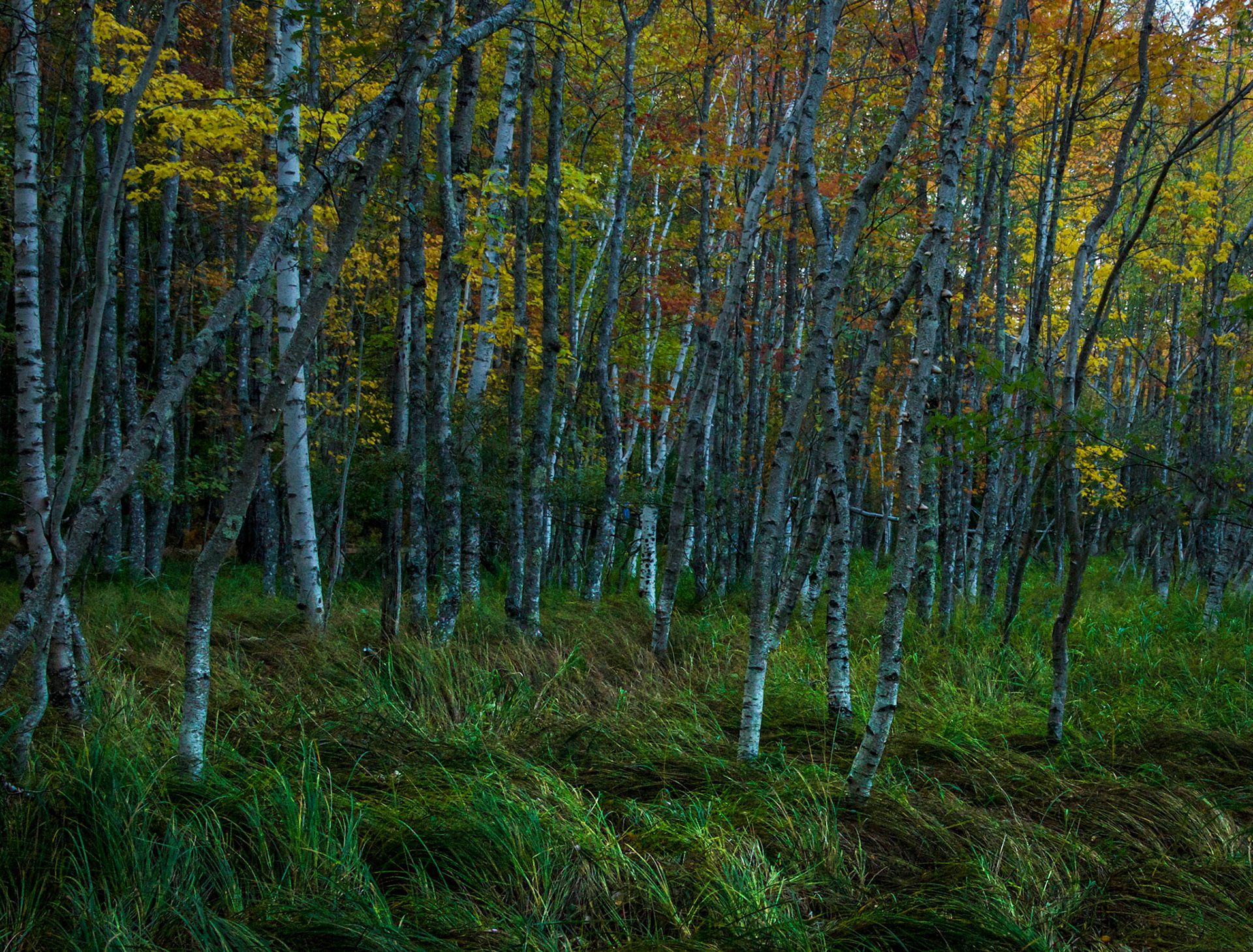 _DSC7370.NEF