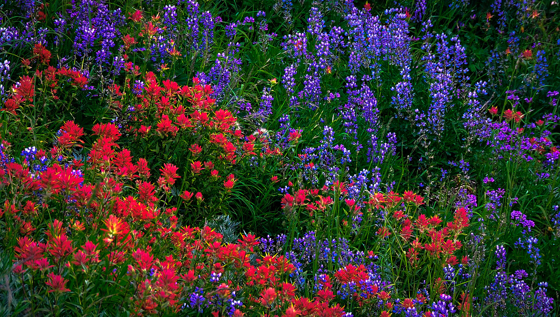 Paintbrush & Lupine1